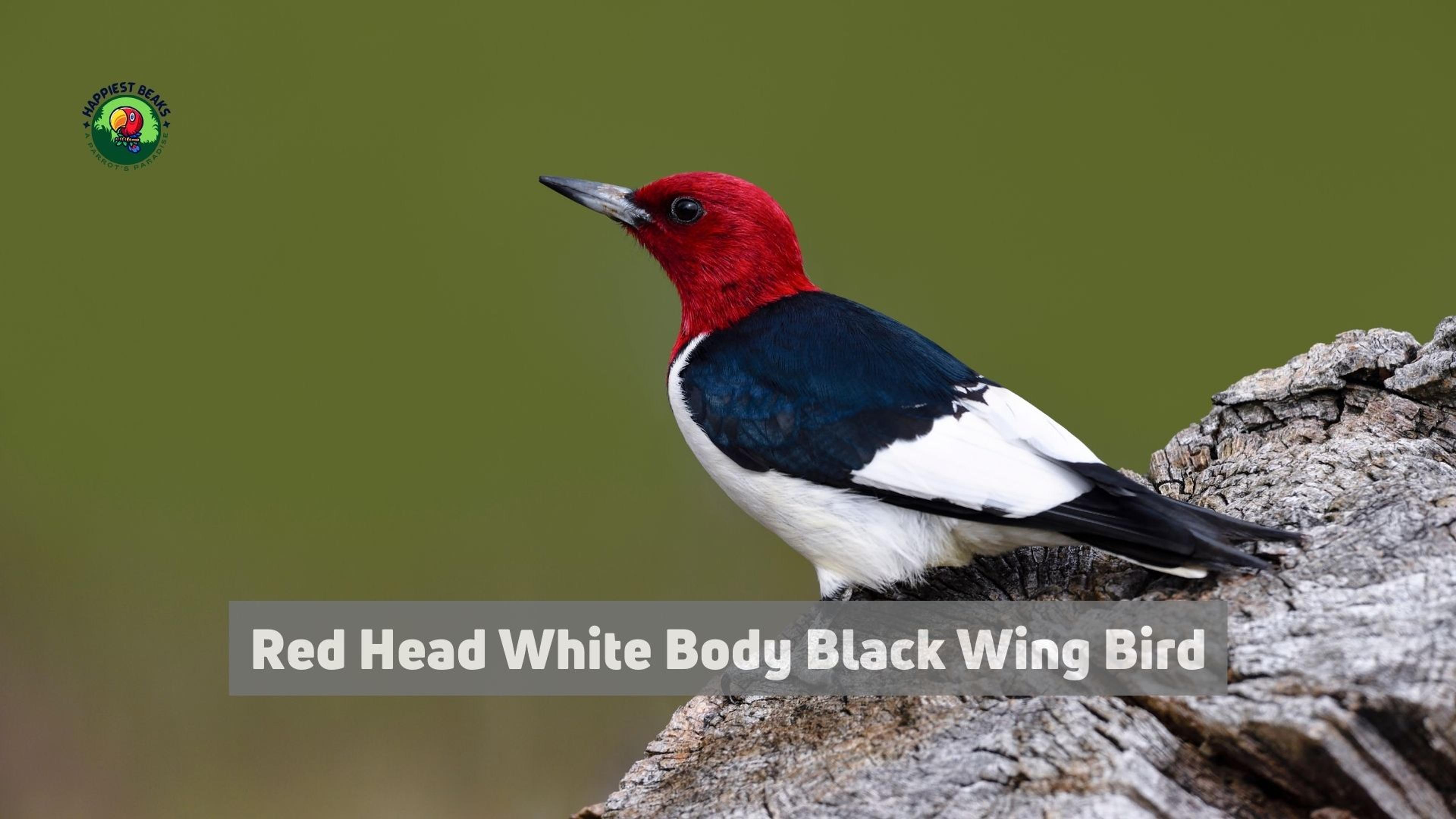 Red Head White Body Black Wing Bird