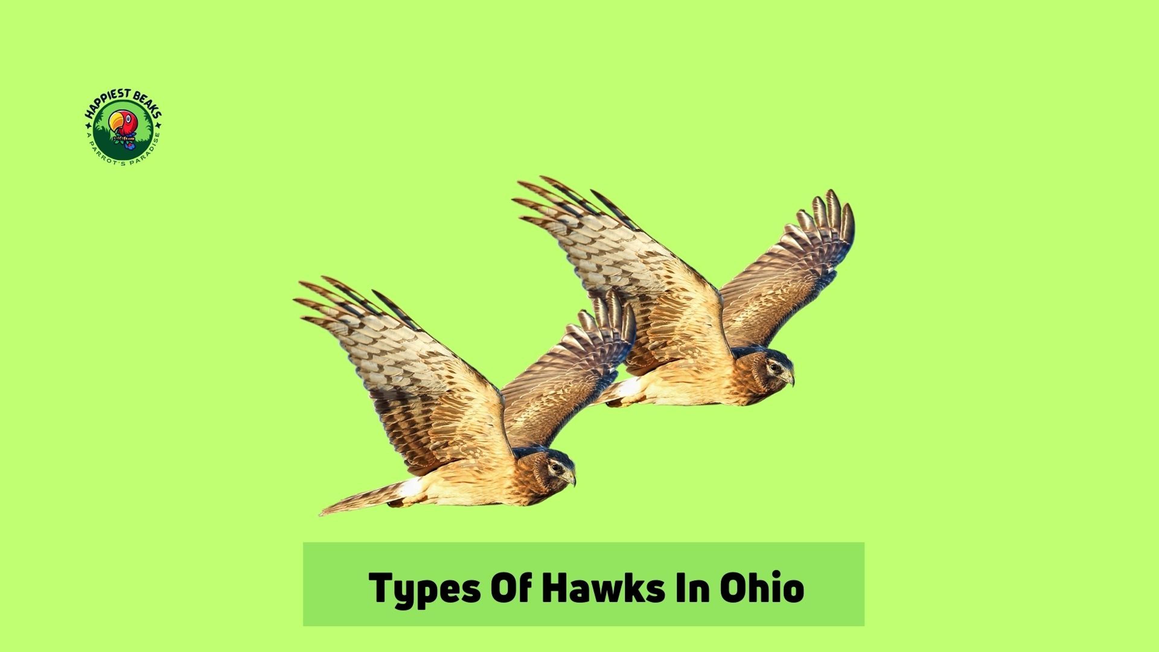 Types of Hawks in Ohio