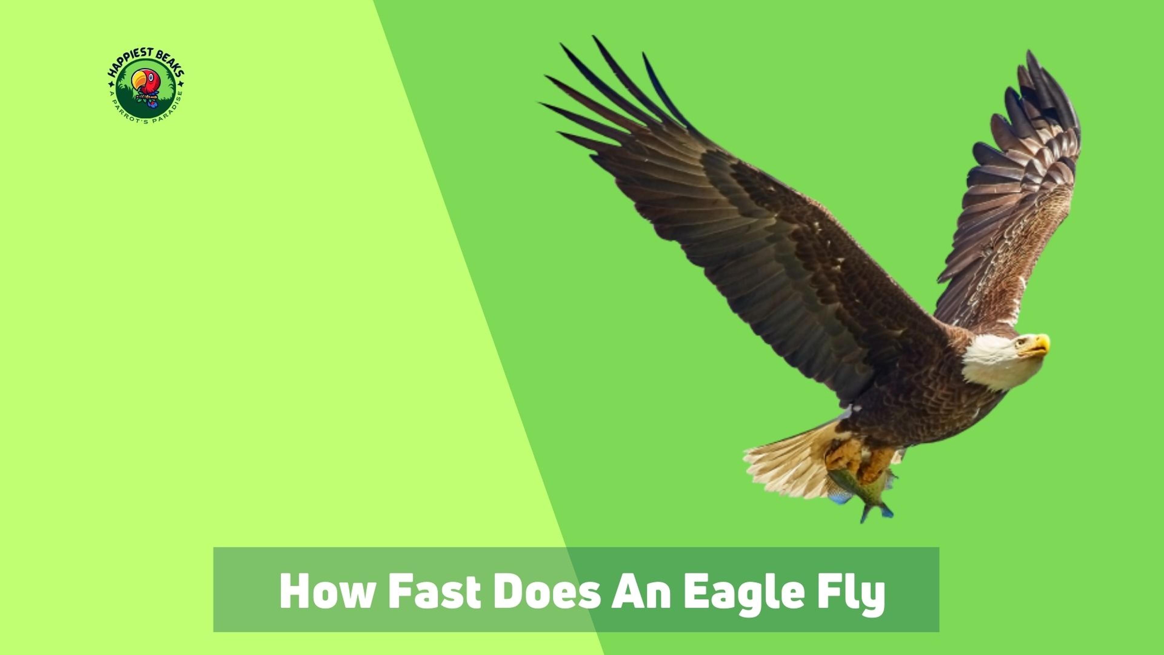 How Fast Does An Eagle Fly
