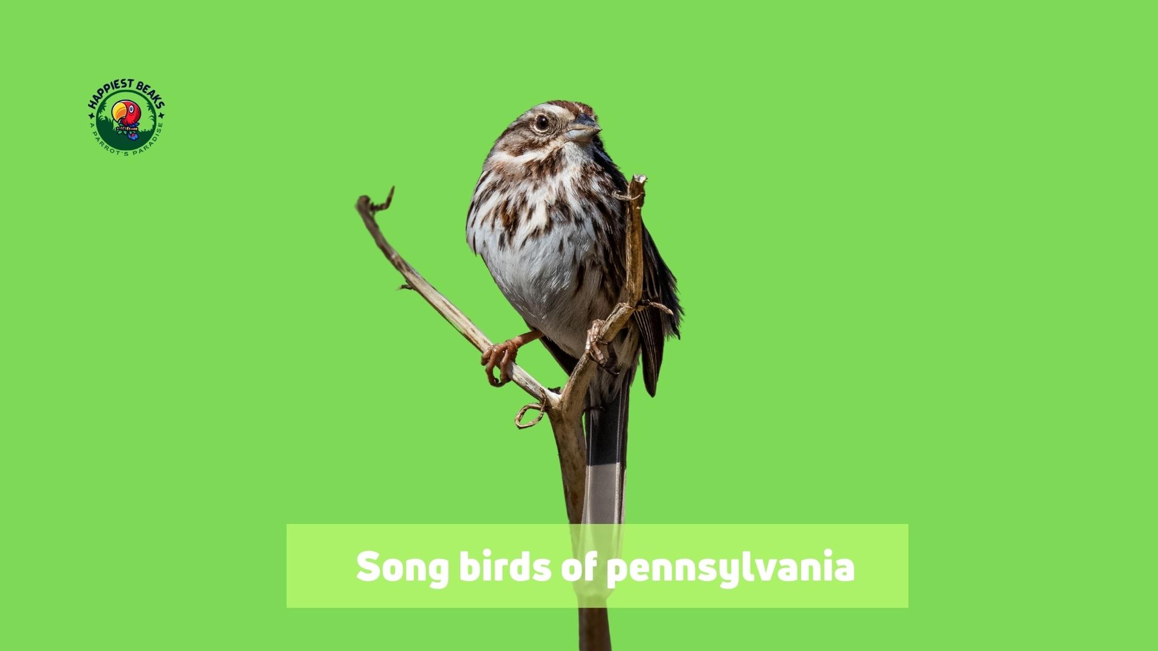 Song Birds of Pennsylvania