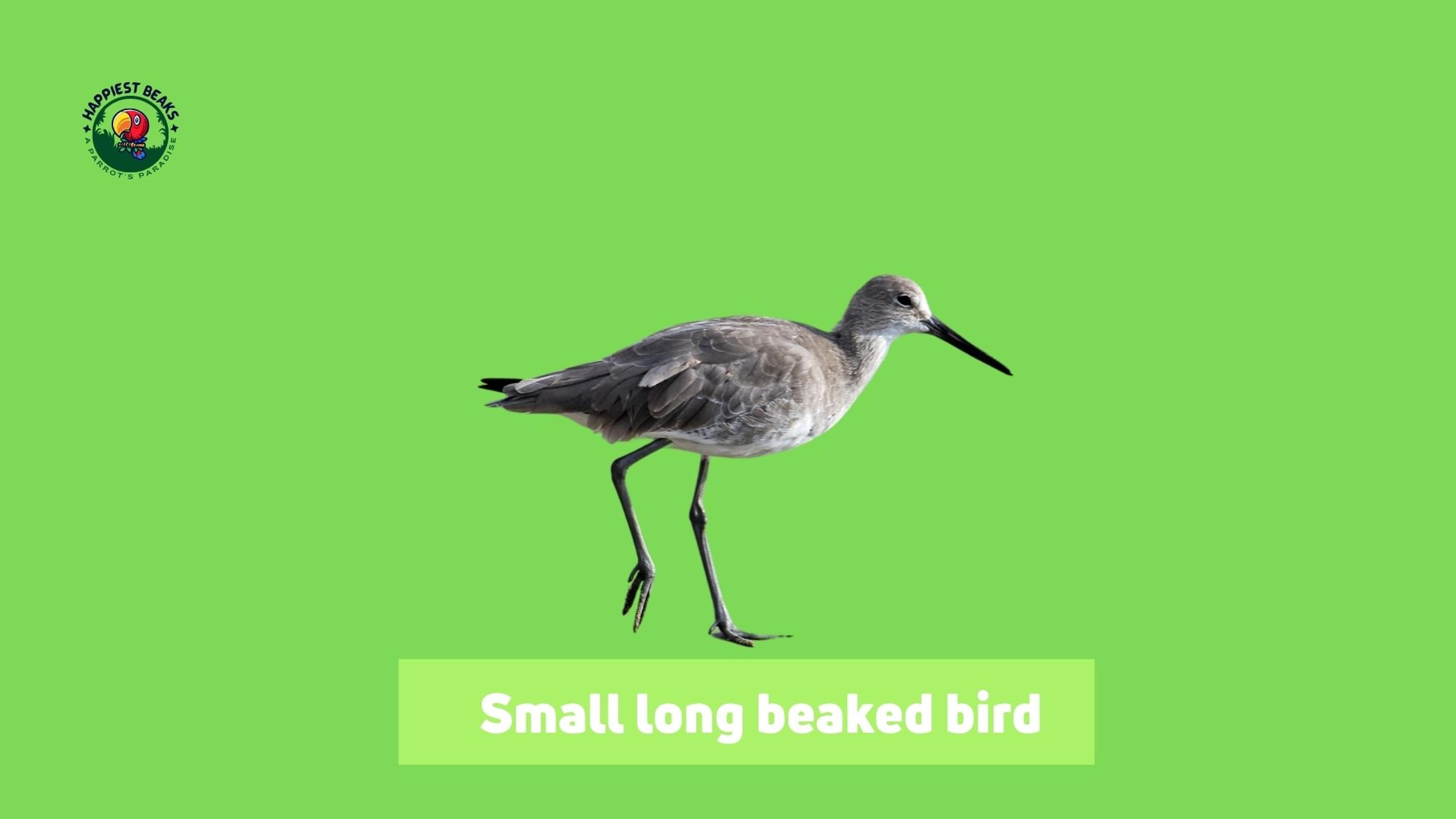 Small Long Beaked Bird