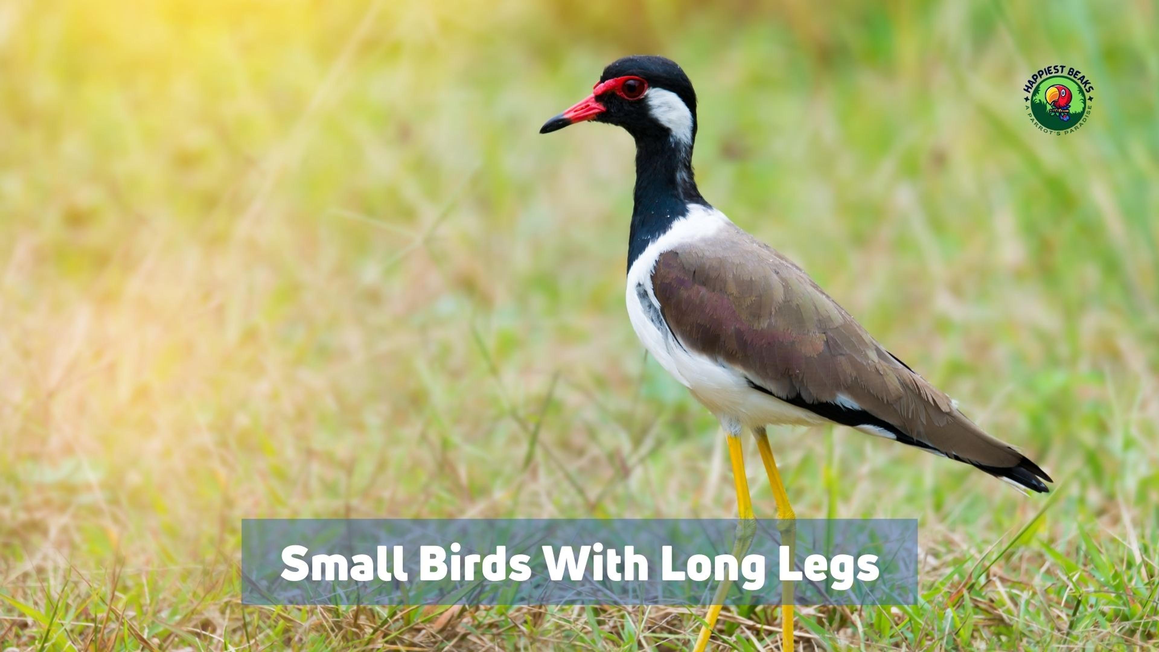 Small Birds With Long Legs