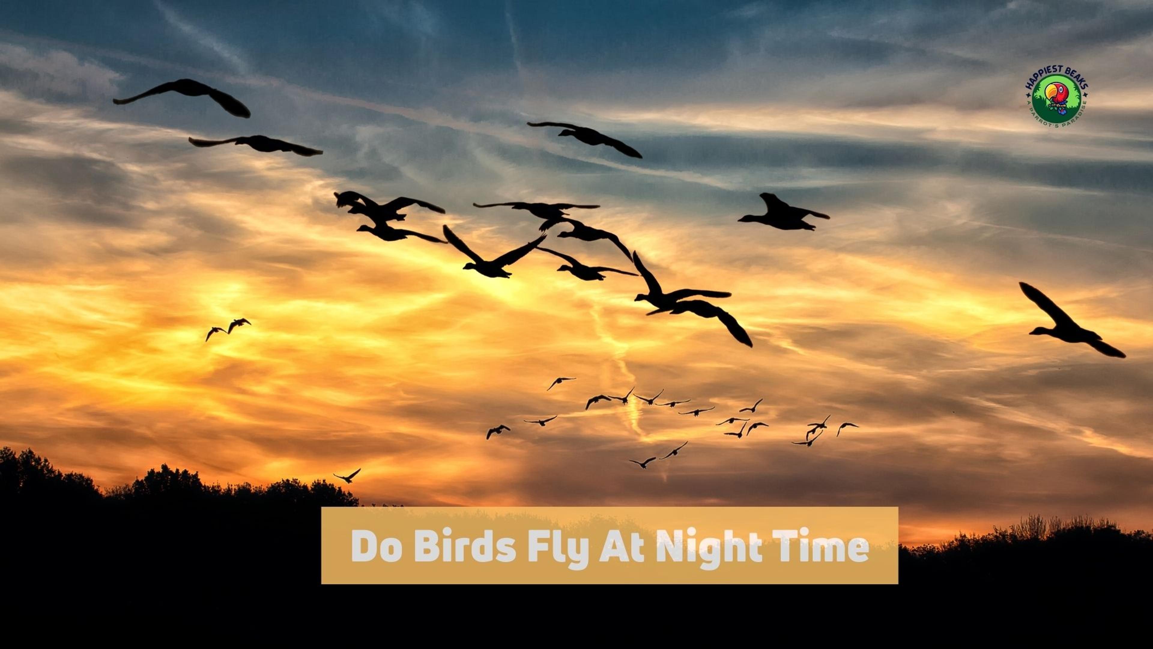 Do Birds Fly At Night Time