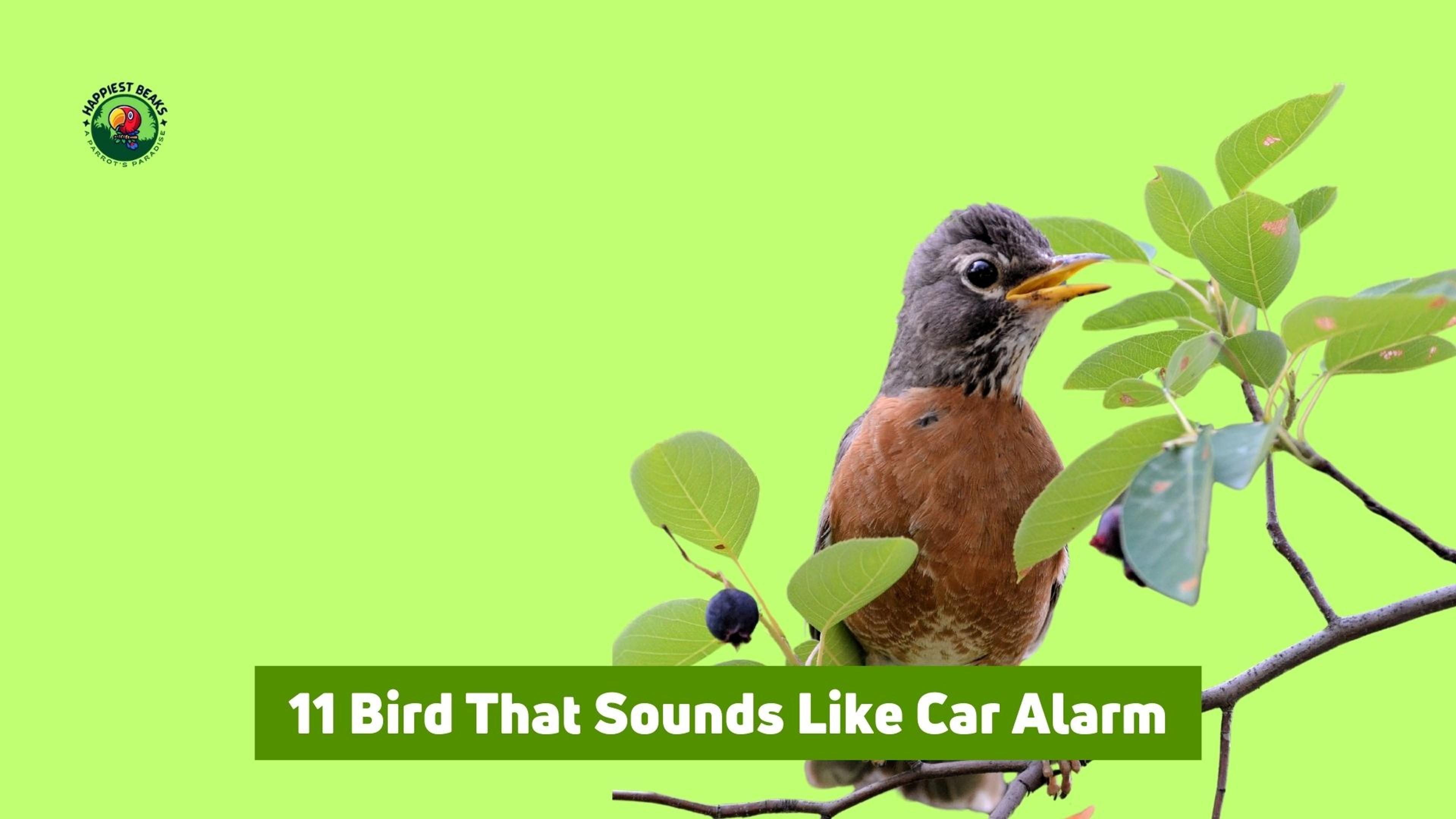 11 Bird That Sounds Like Car Alarm