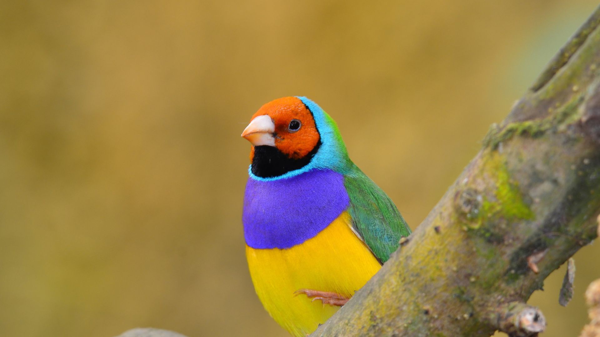 How Long Do Finches Live - Complete Guide 2024