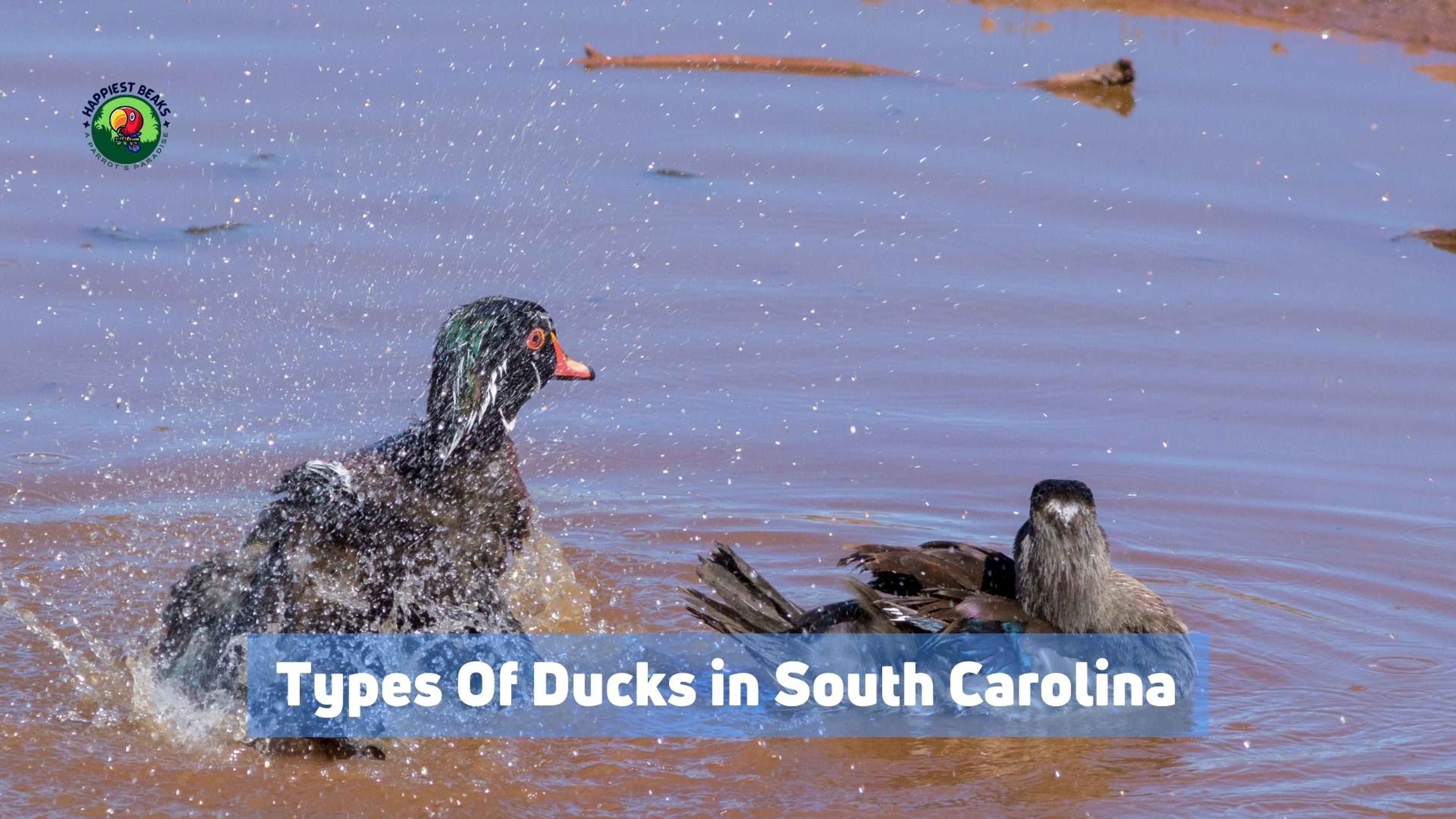 Types Of Ducks in South Carolina