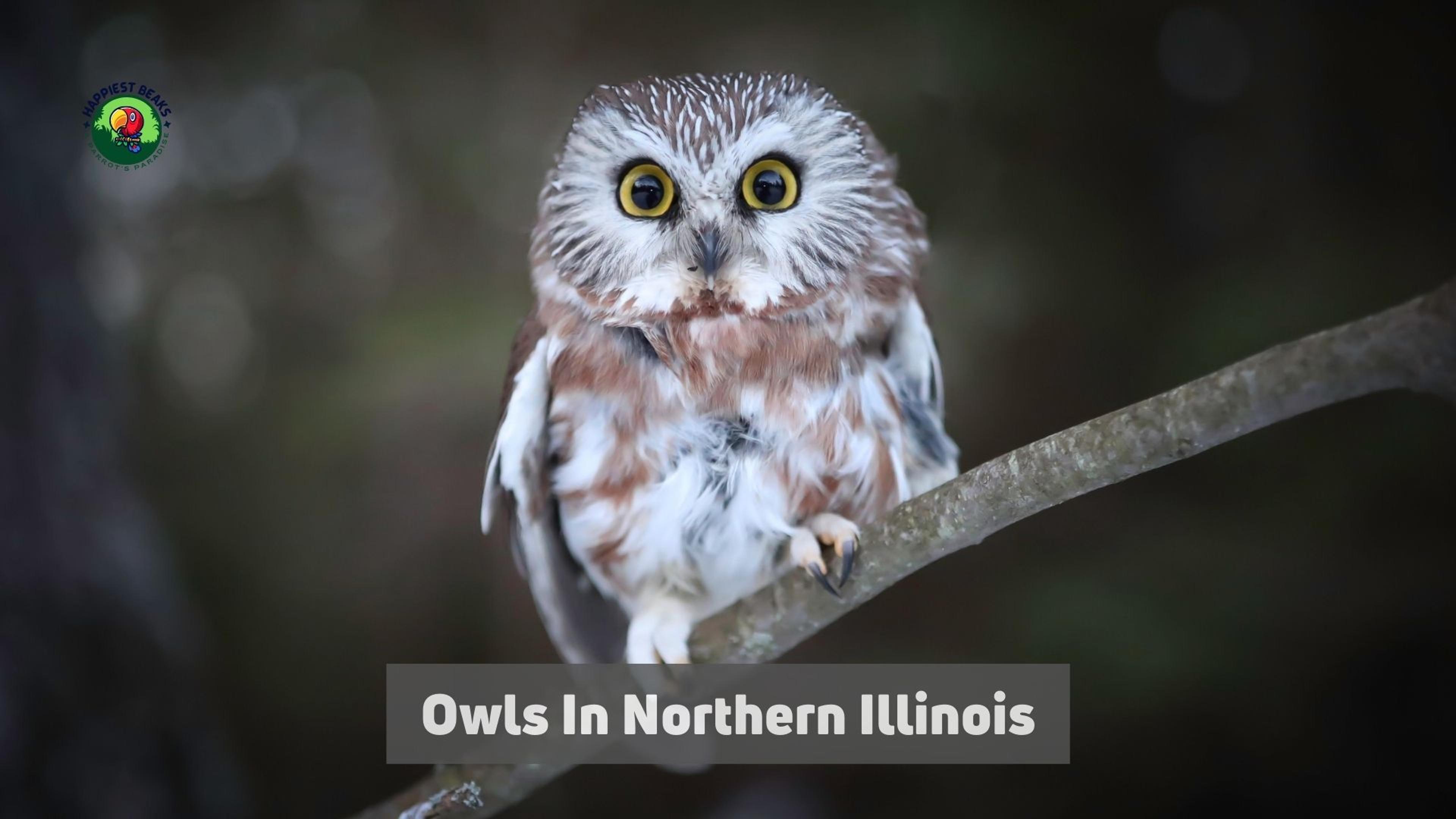 Owls in Northern Illinois