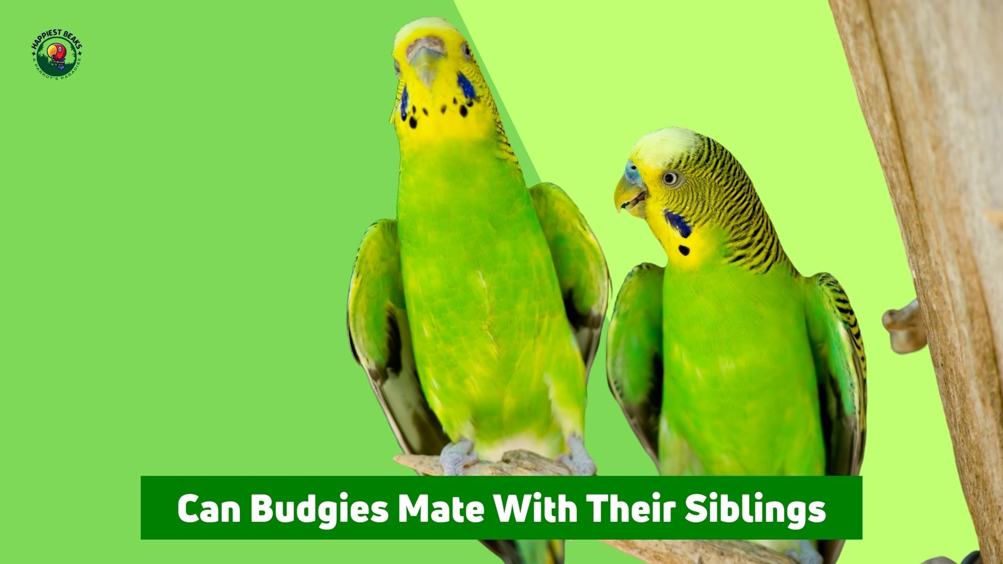 Can Budgies Mate With Their Siblings?