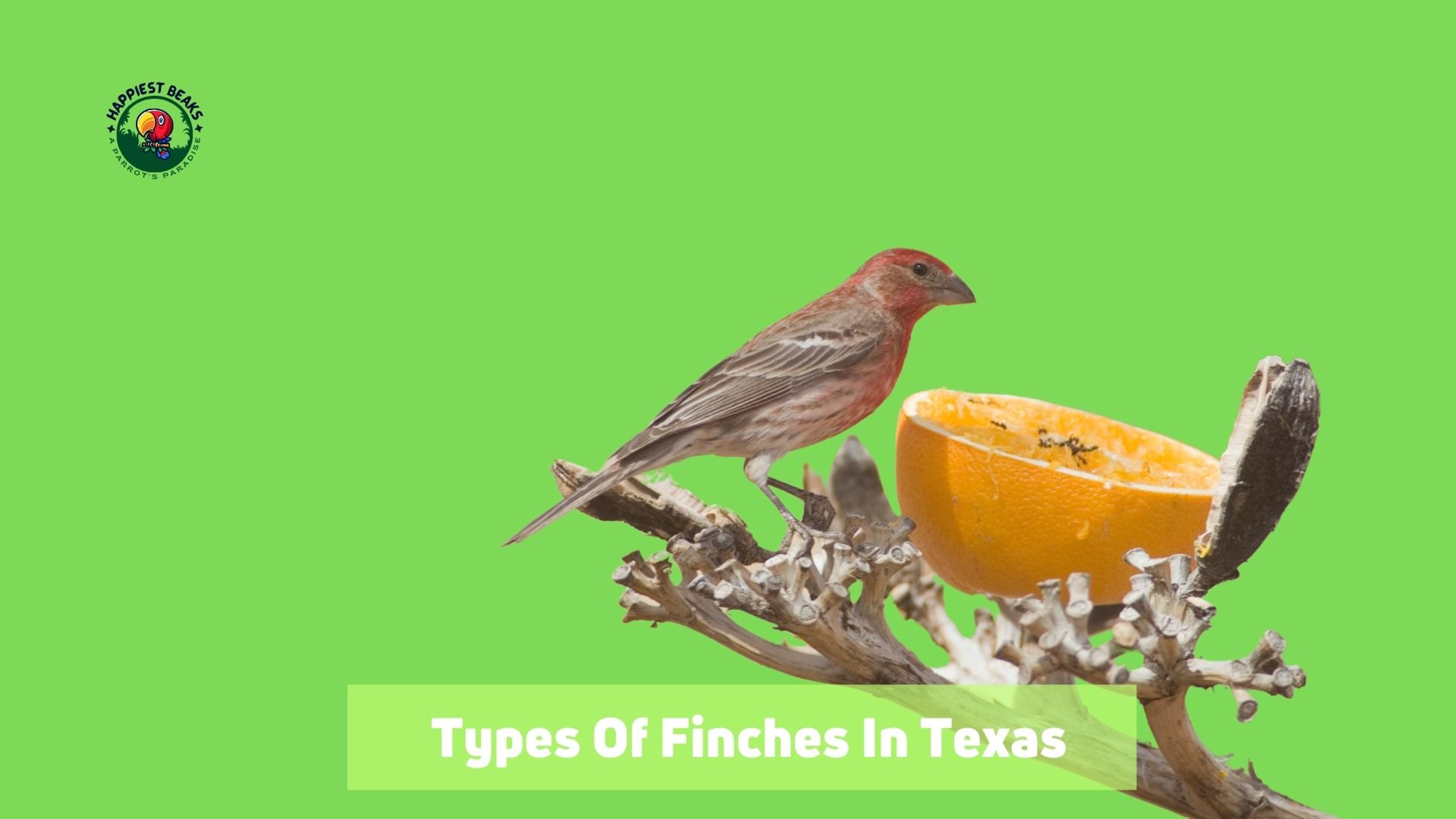 Types of Finches in Texas