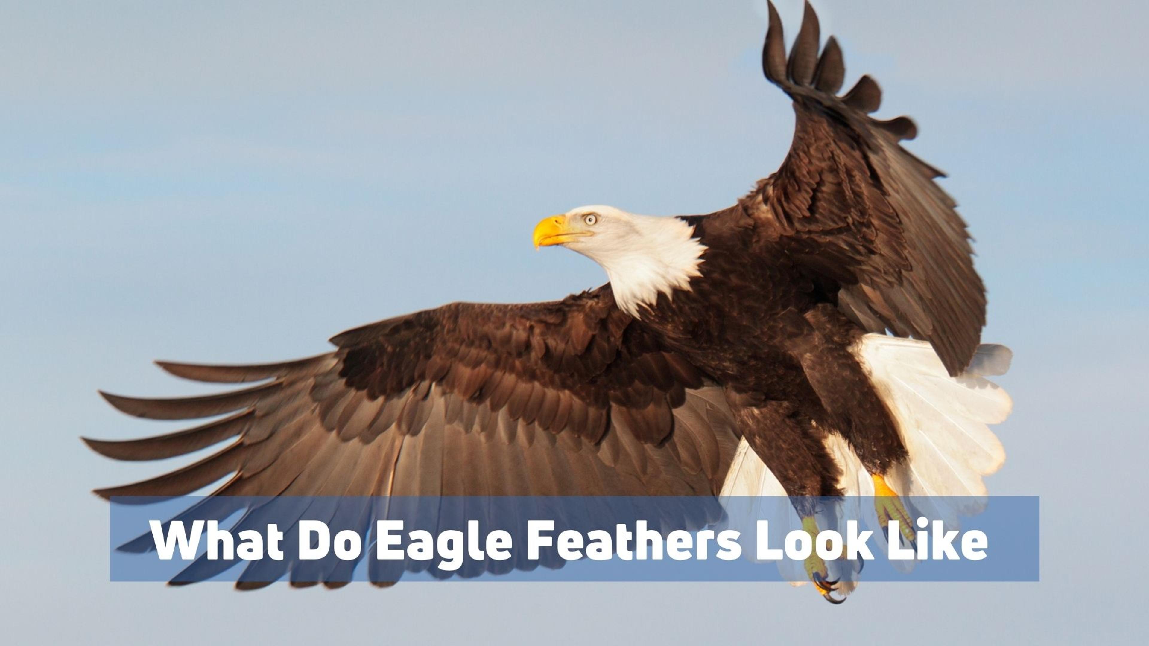 What Do Eagle Feathers Look Like