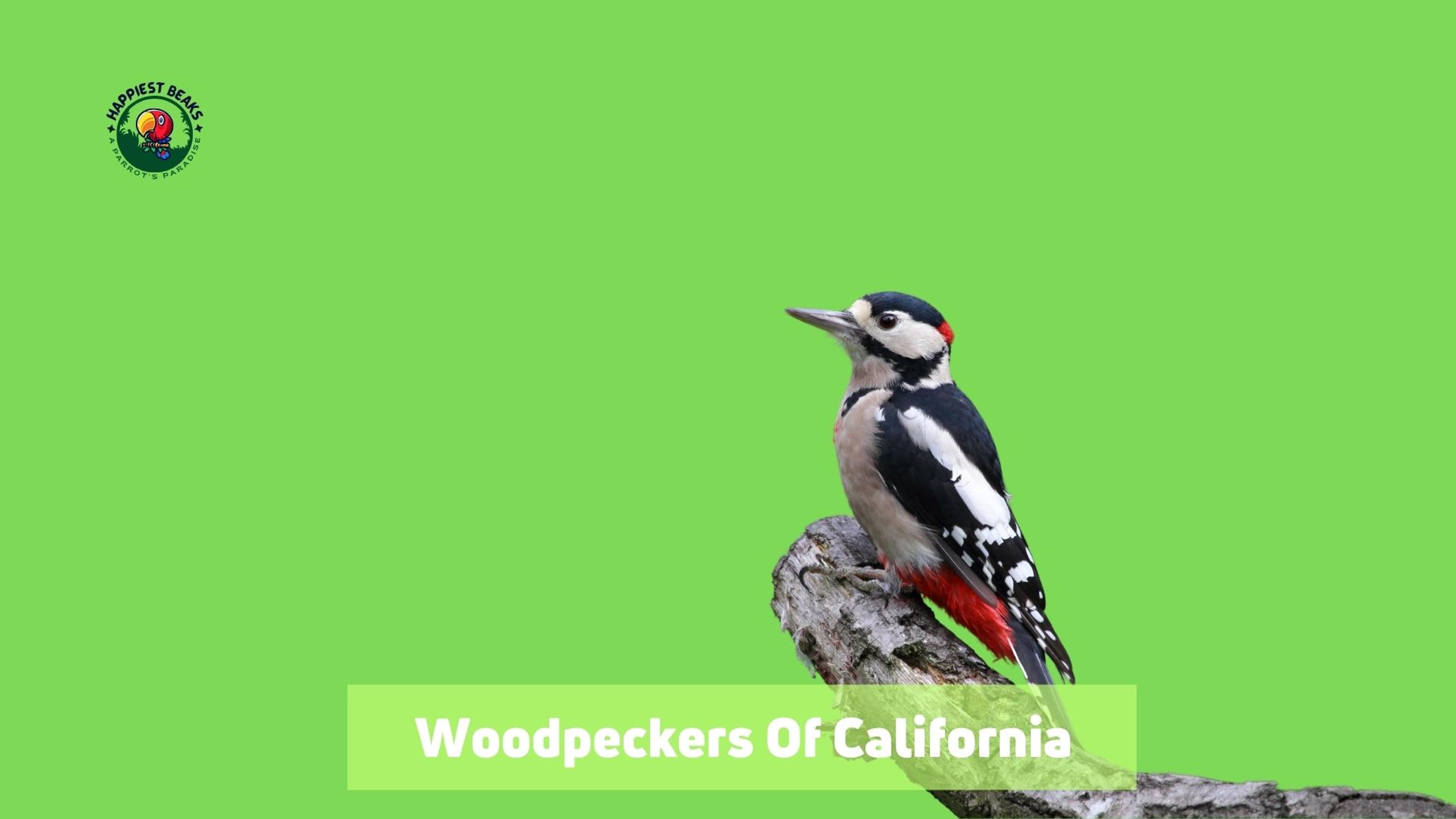 Woodpeckers of California