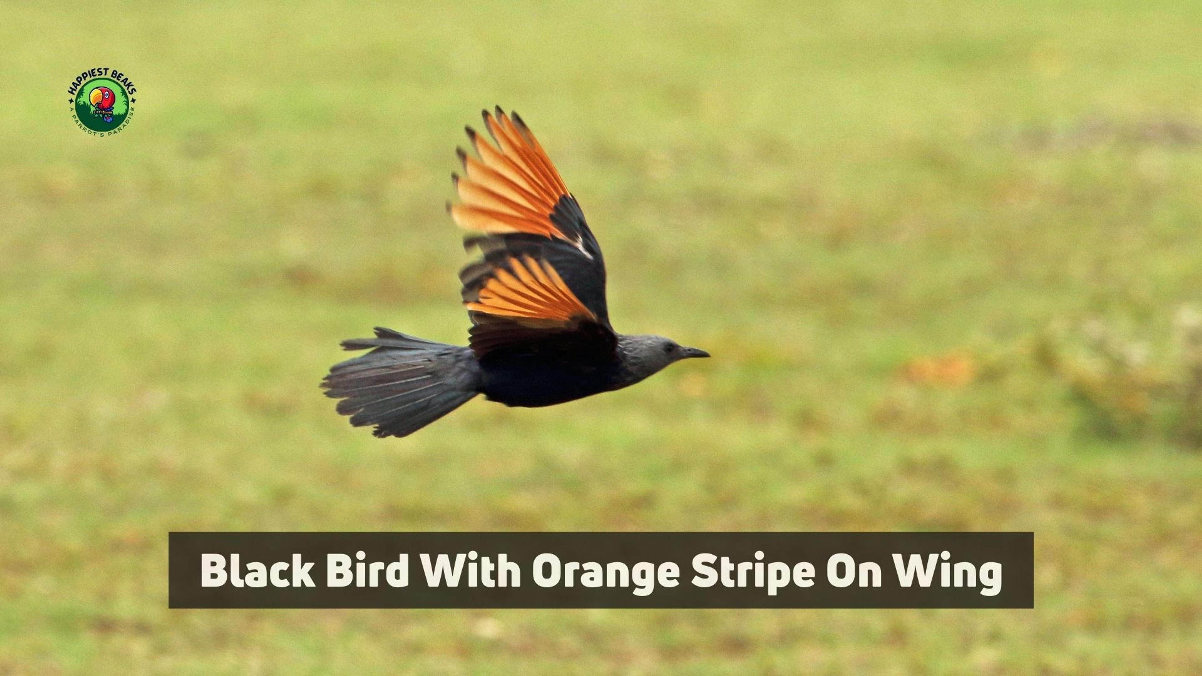 Black Bird With Orange Stripe On Wing