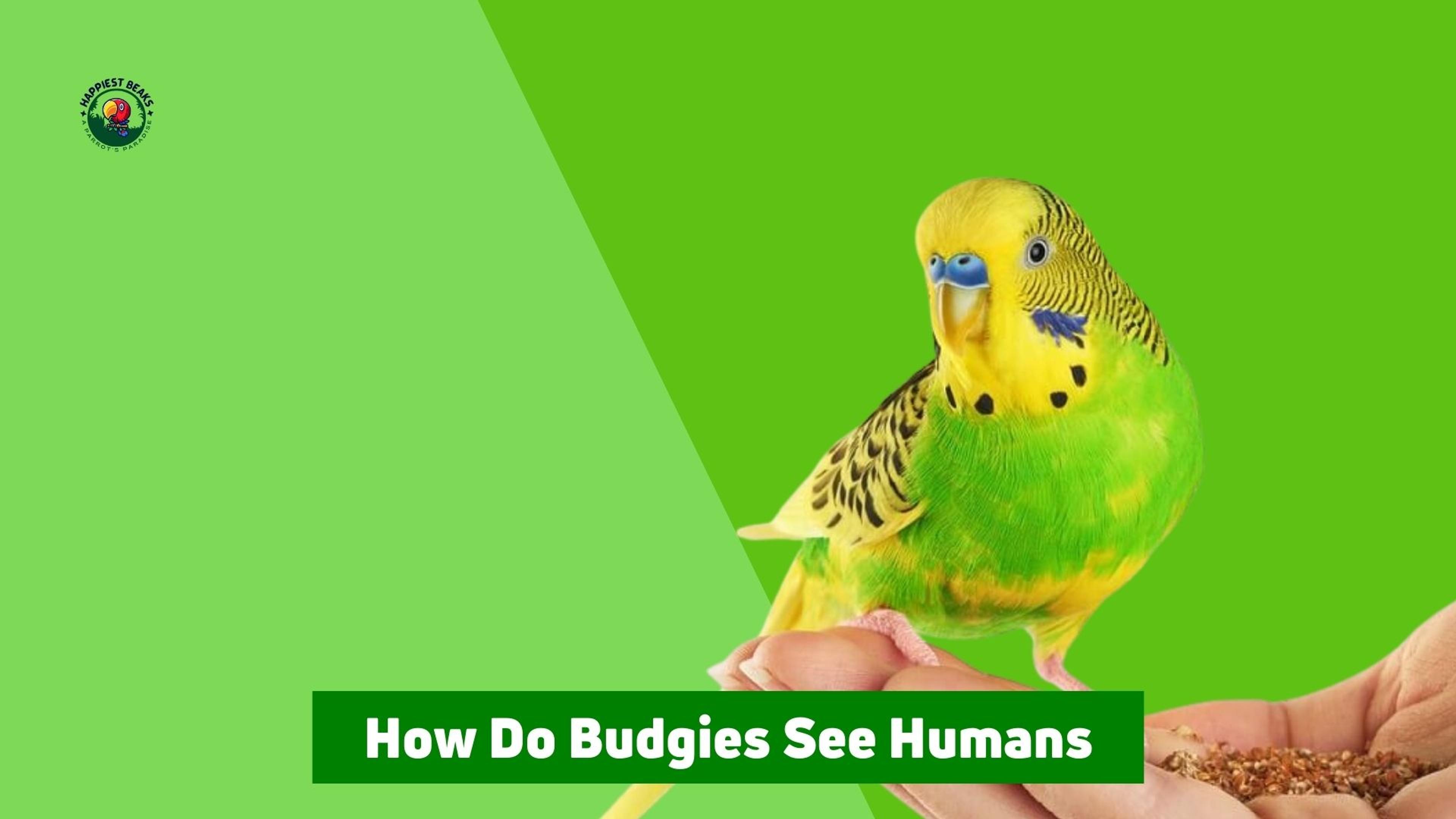 How Do Budgies See Humans