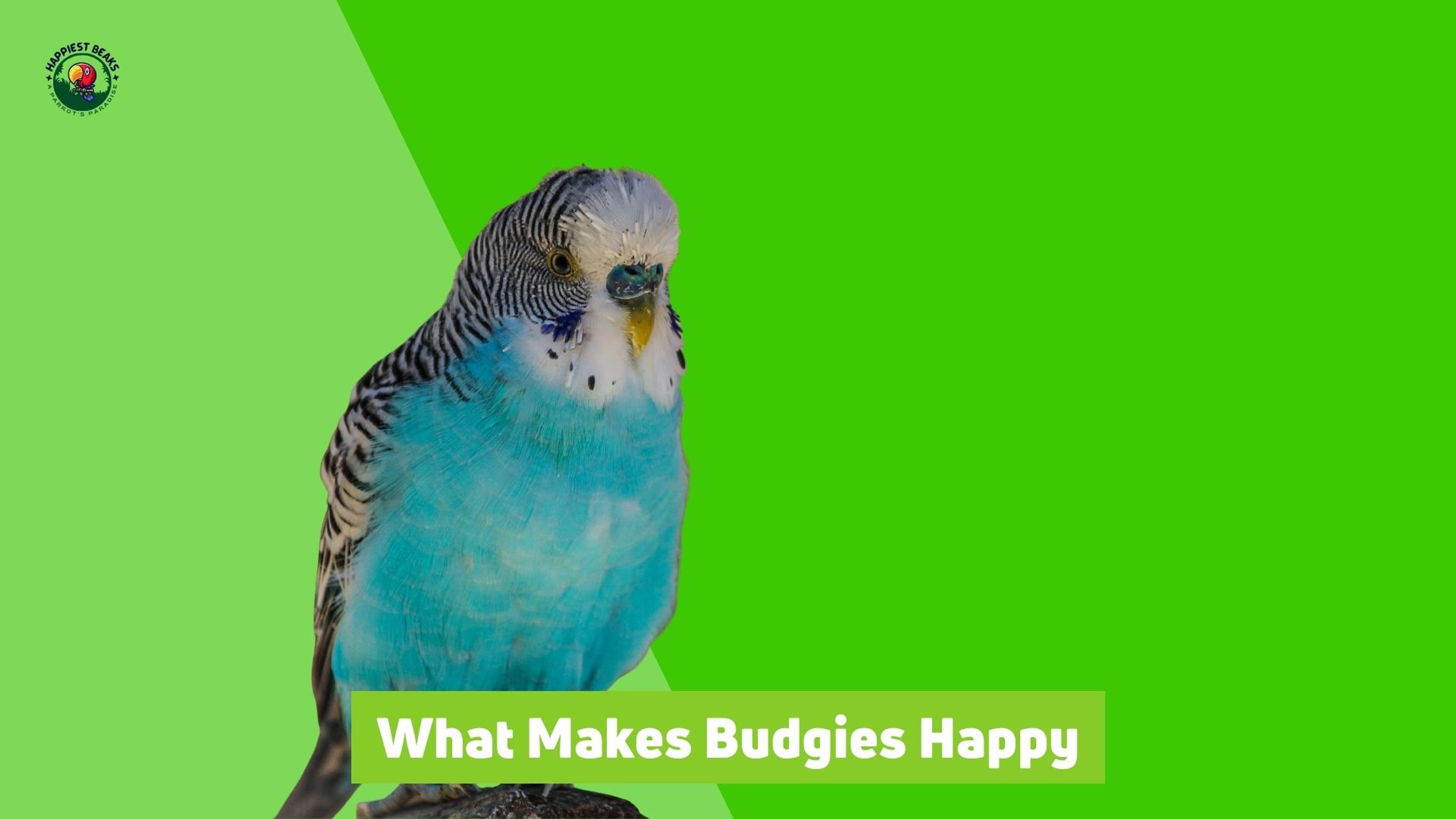 What Makes Budgies Happy