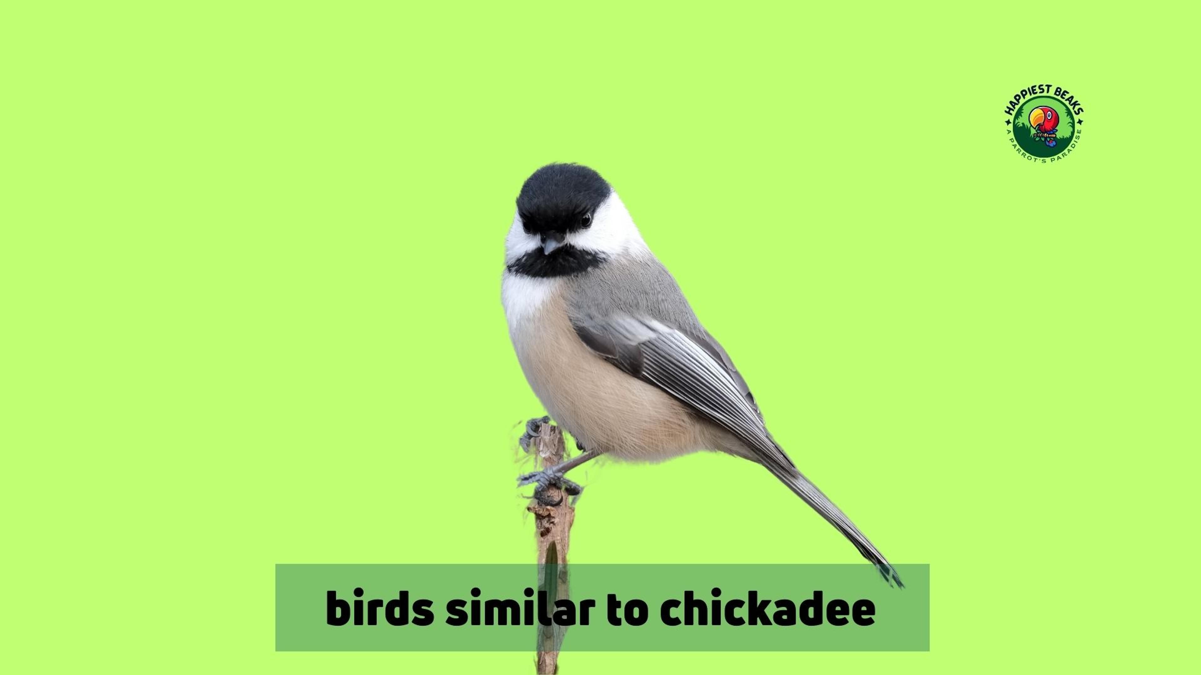 12 Birds Similar To Chickadee