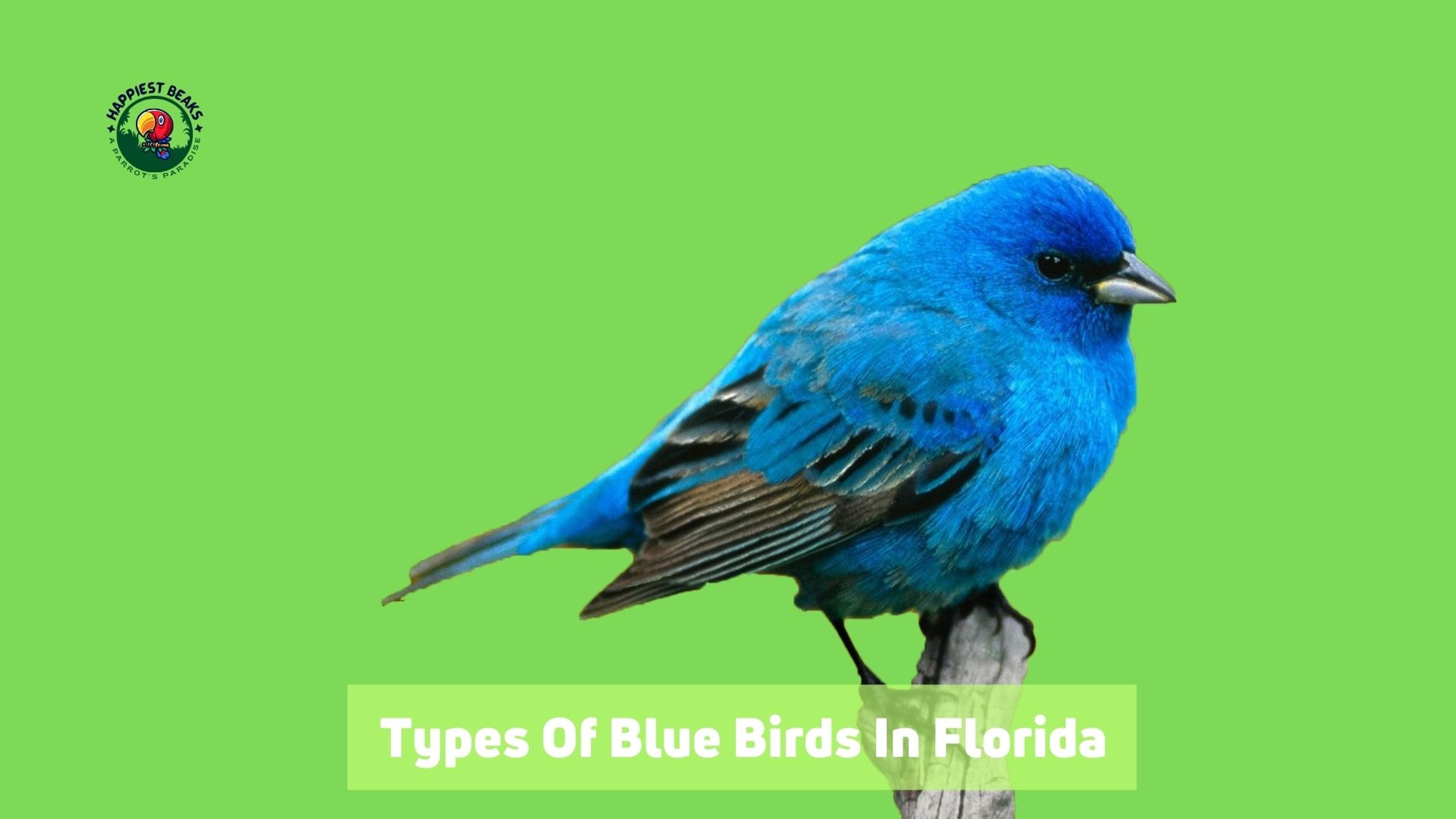 Types of Blue Birds in Florida