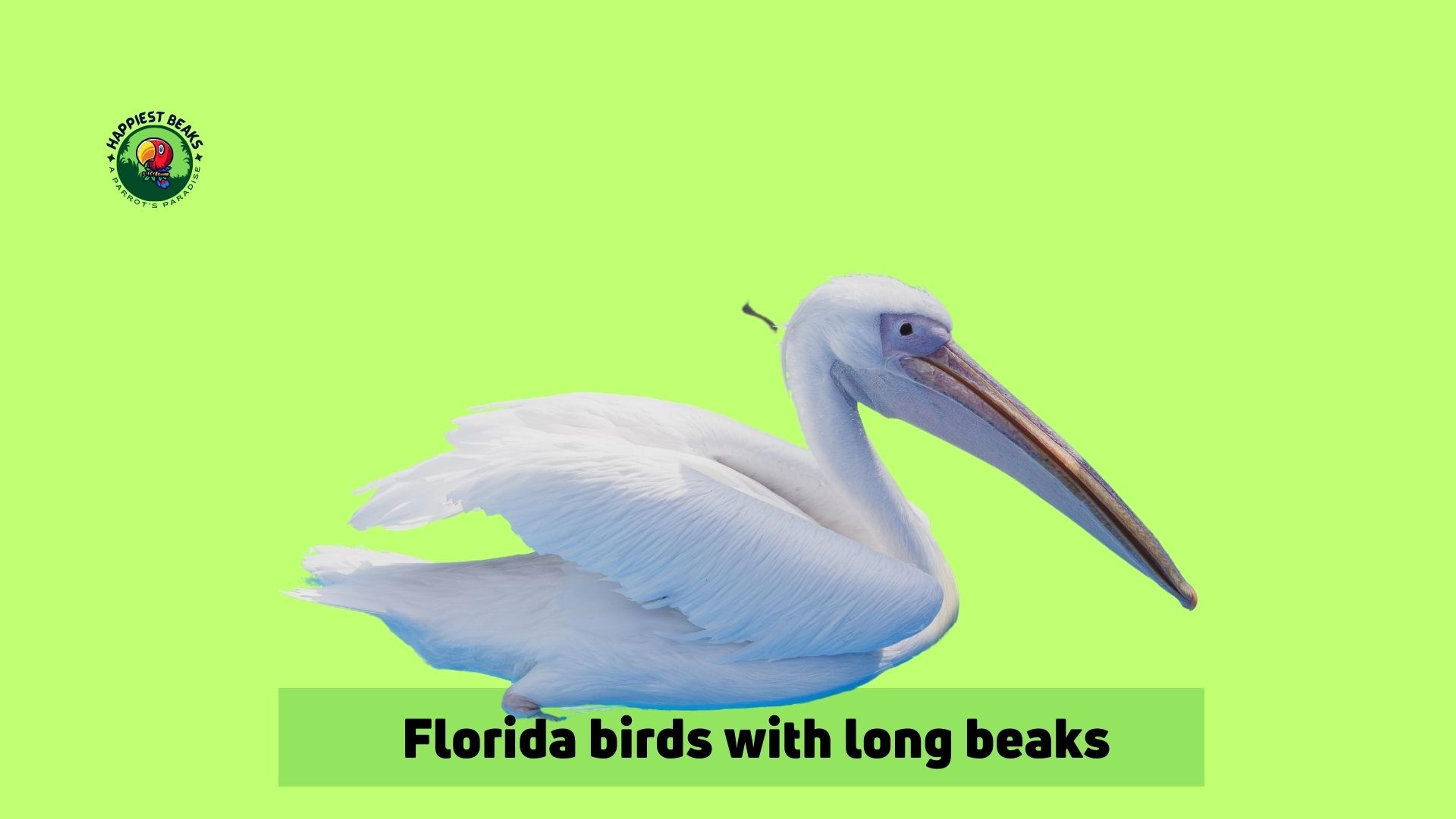 Florida Birds With Long Beaks