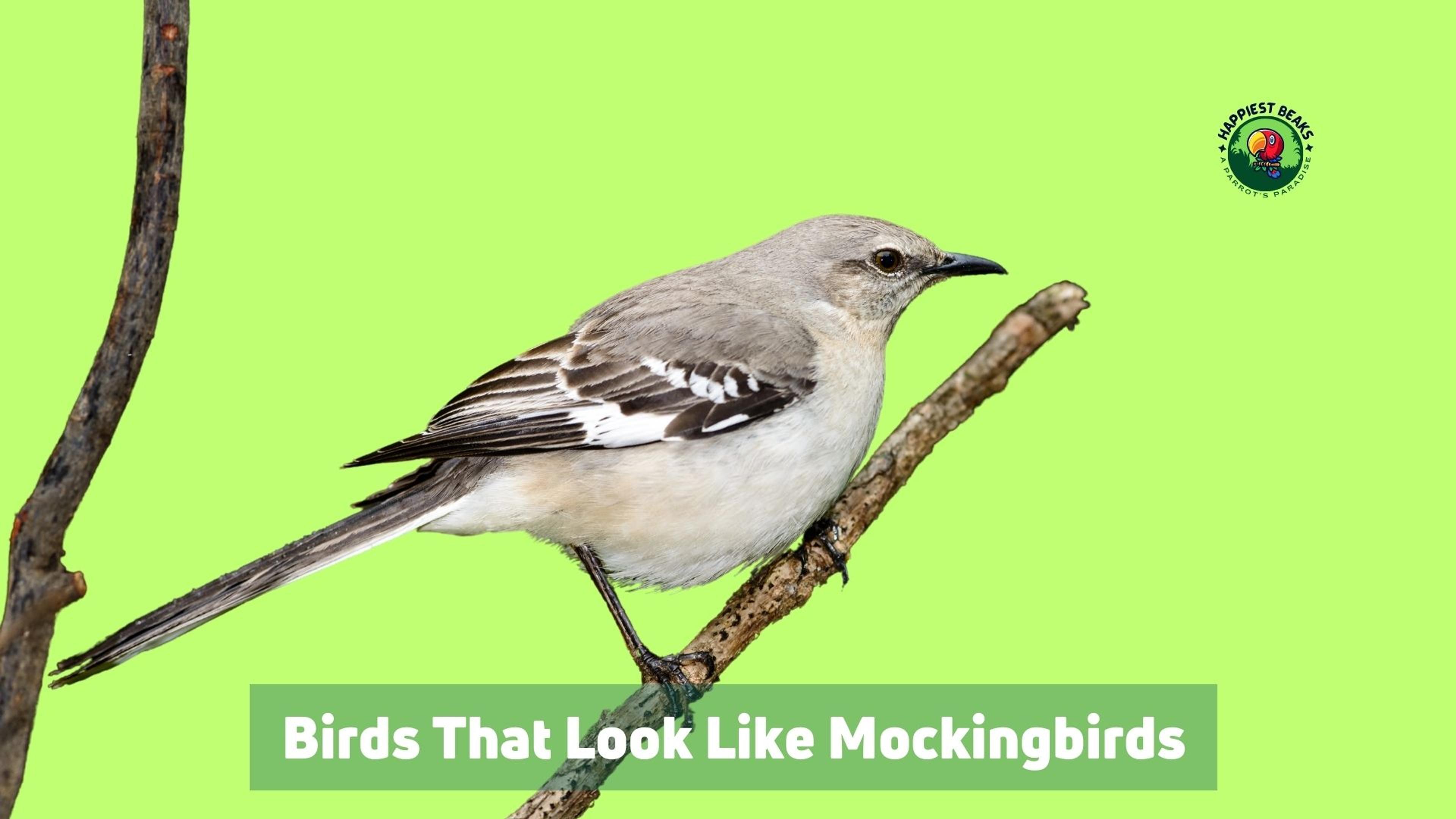 Birds That Look Like Mockingbirds