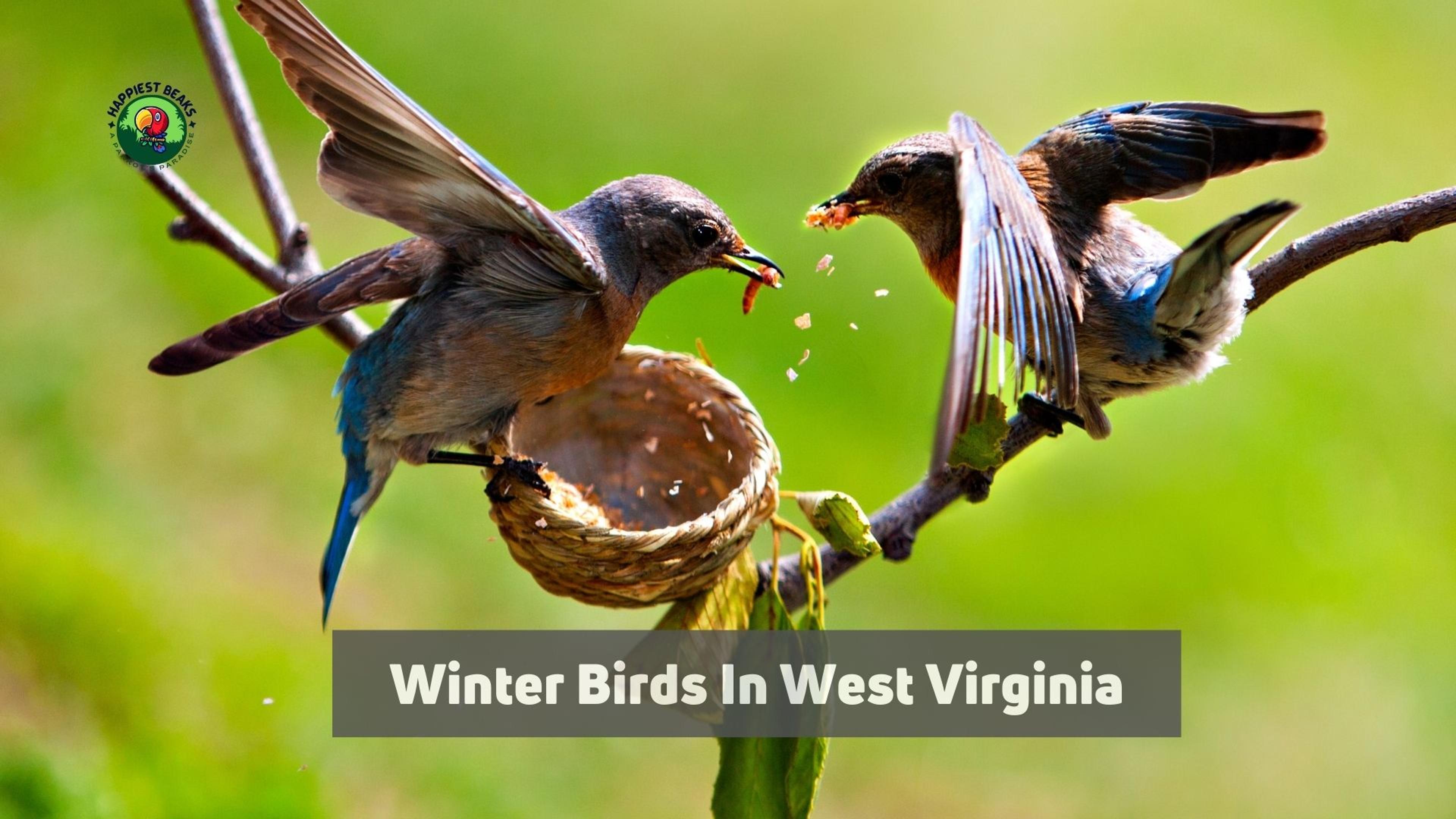 Winter Birds In West Virginia