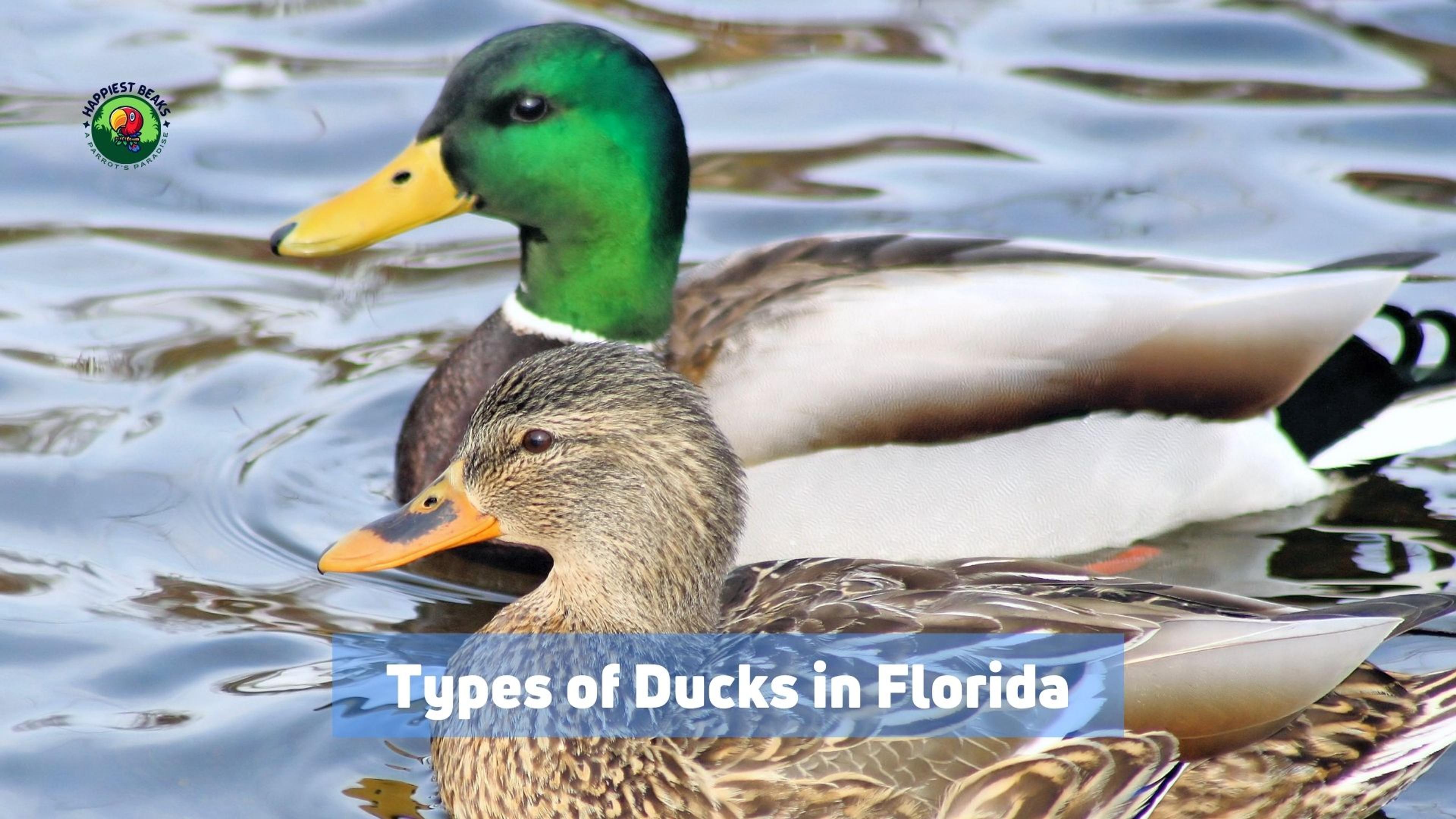 Types of Ducks in Florida