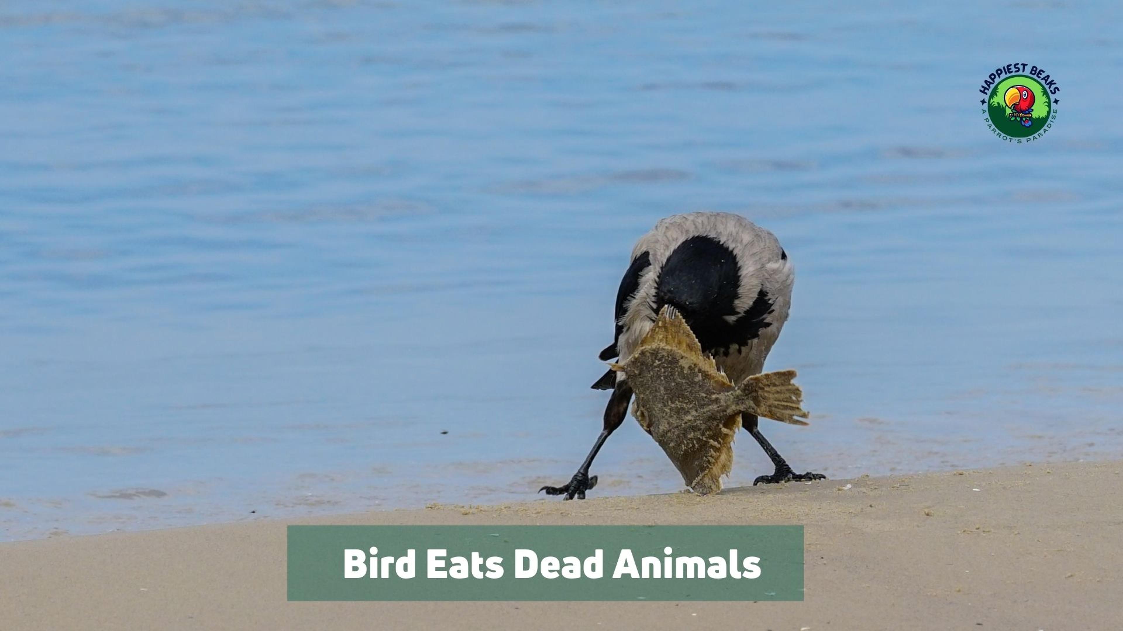 Bird Eats Dead Animals