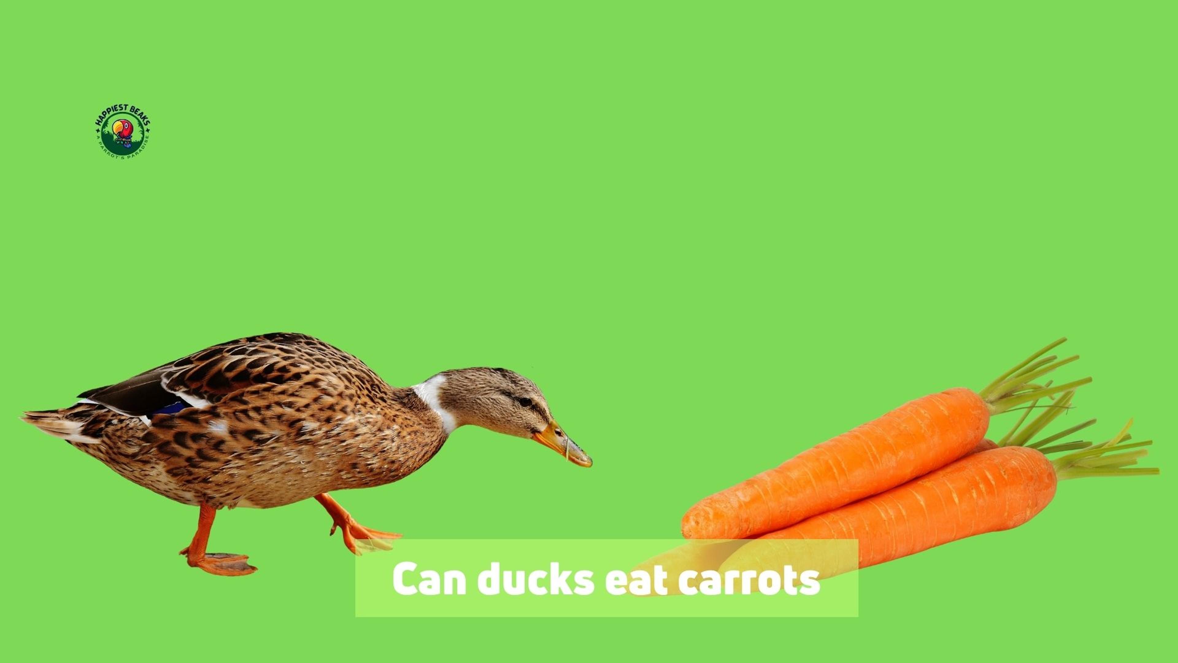 Can Ducks Eat Carrots 