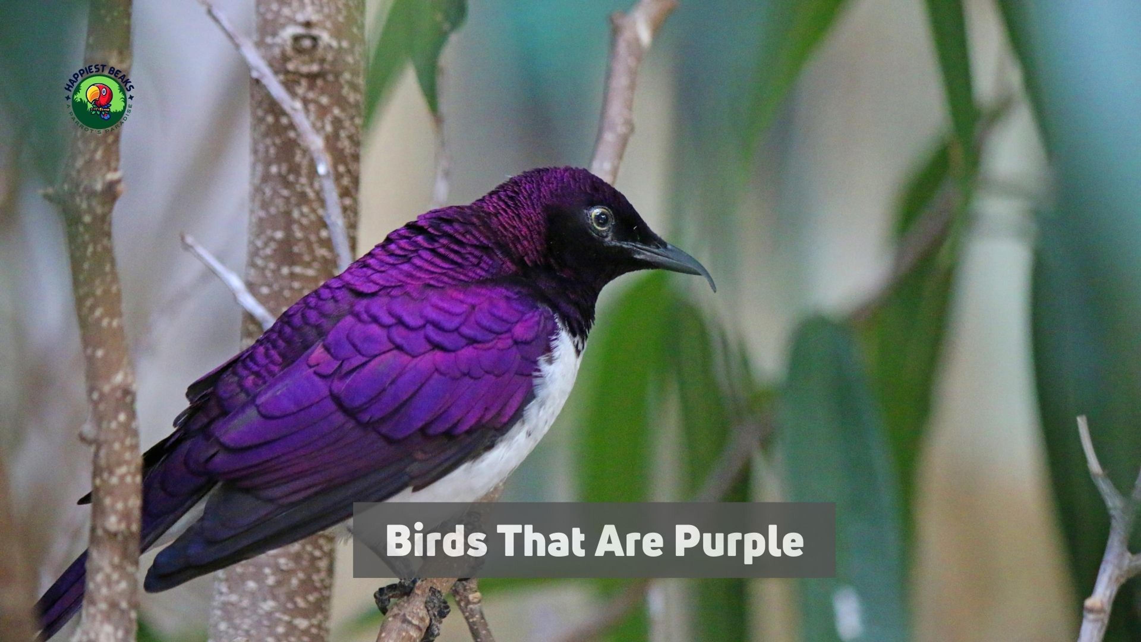 Birds That Are Purple