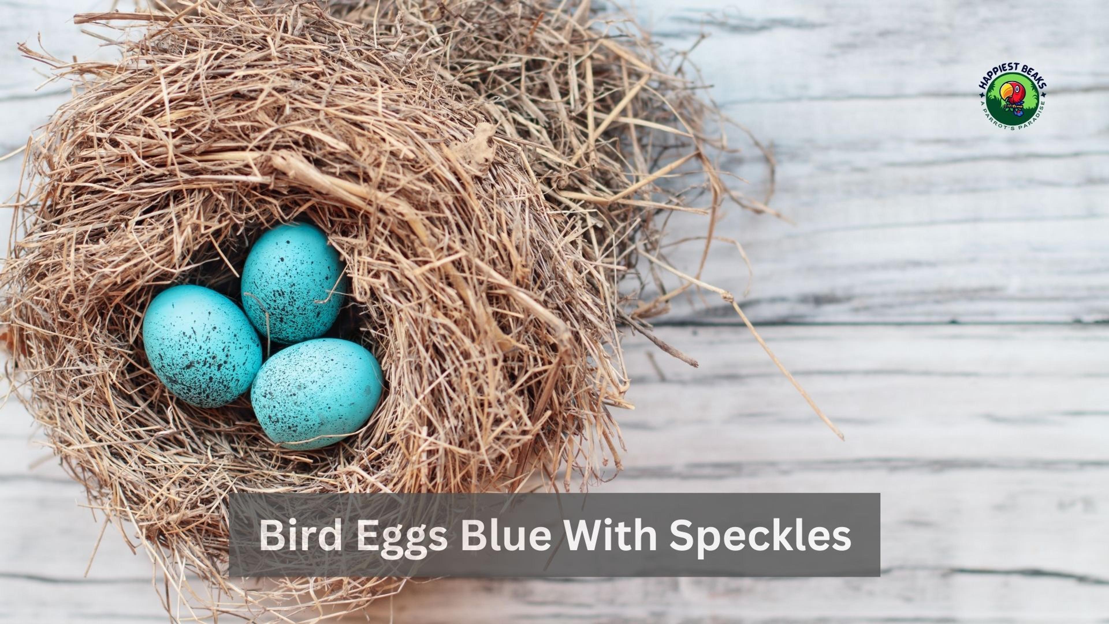 Bird Eggs Blue With Speckles