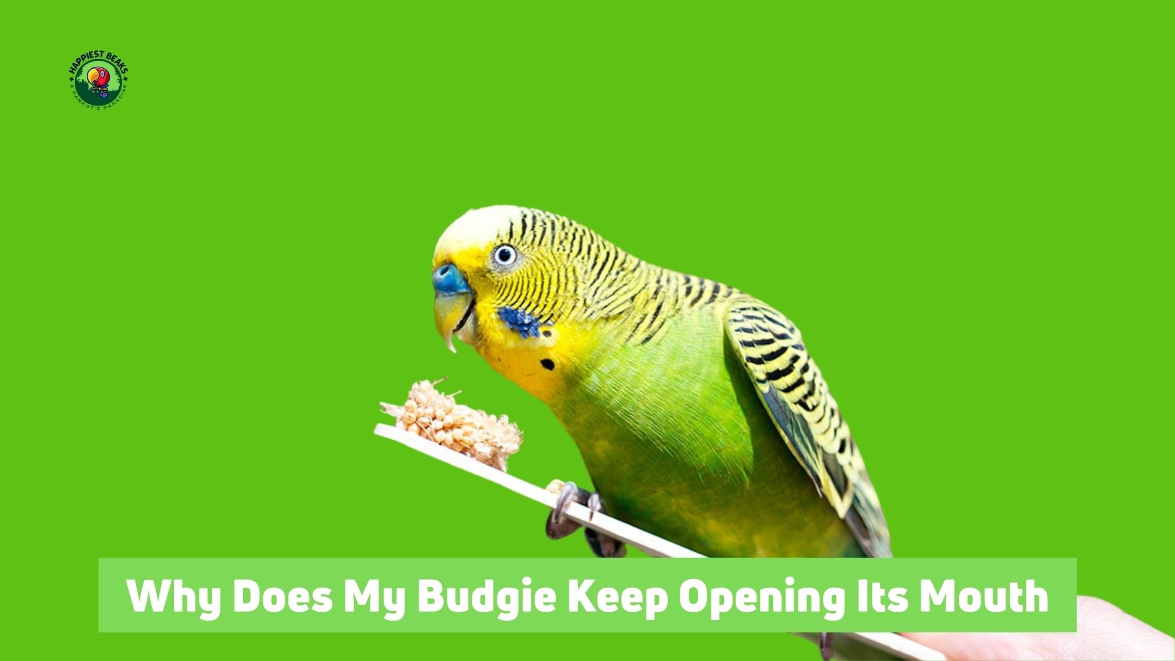 Why Does My Budgie Keep Opening Its Mouth?