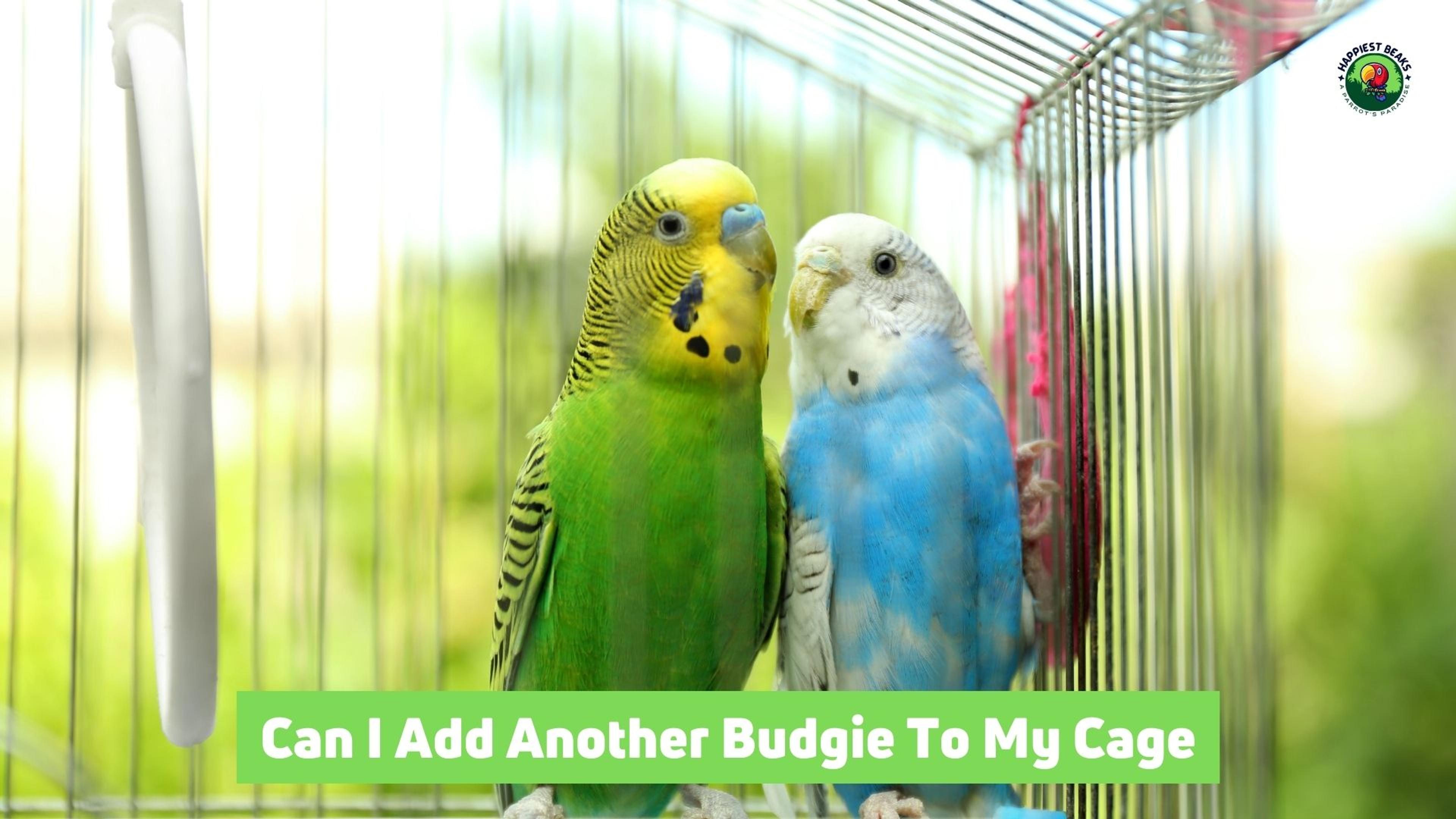Can I Add Another Budgie to my Cage?