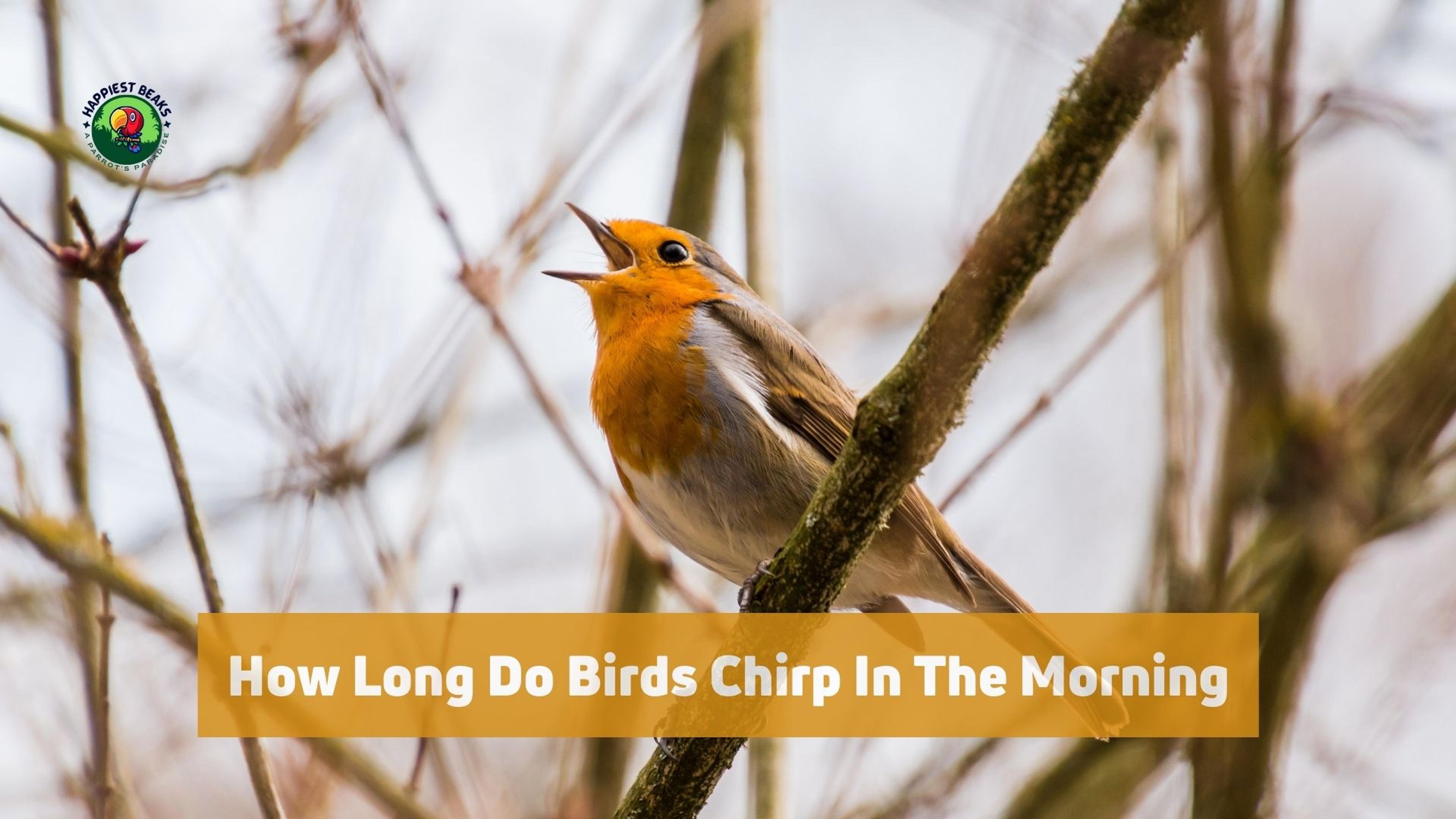 How Long Do Birds Chirp in the Morning