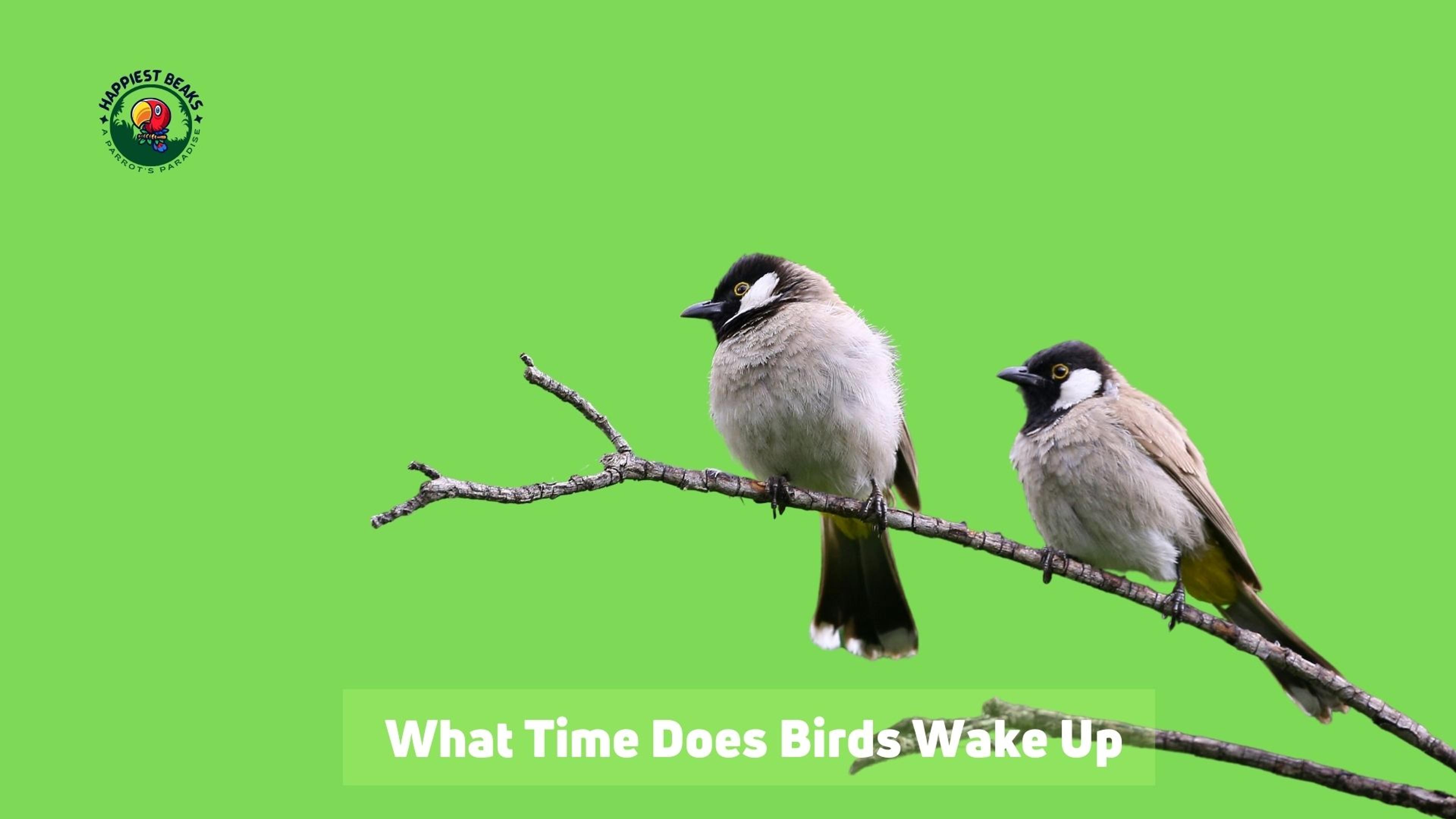 What Time Does Birds Wake Up