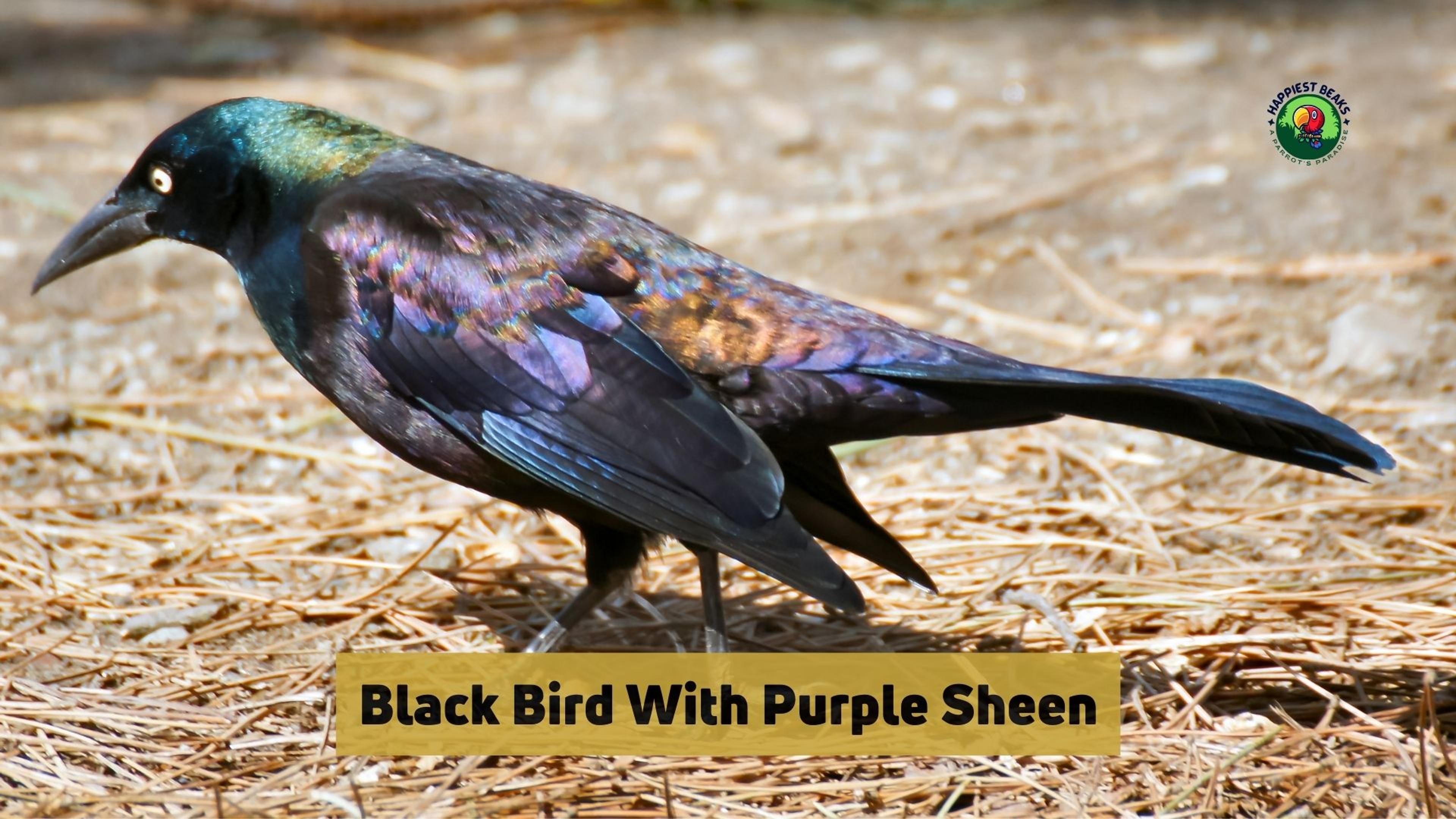 Black Bird With Purple Sheen