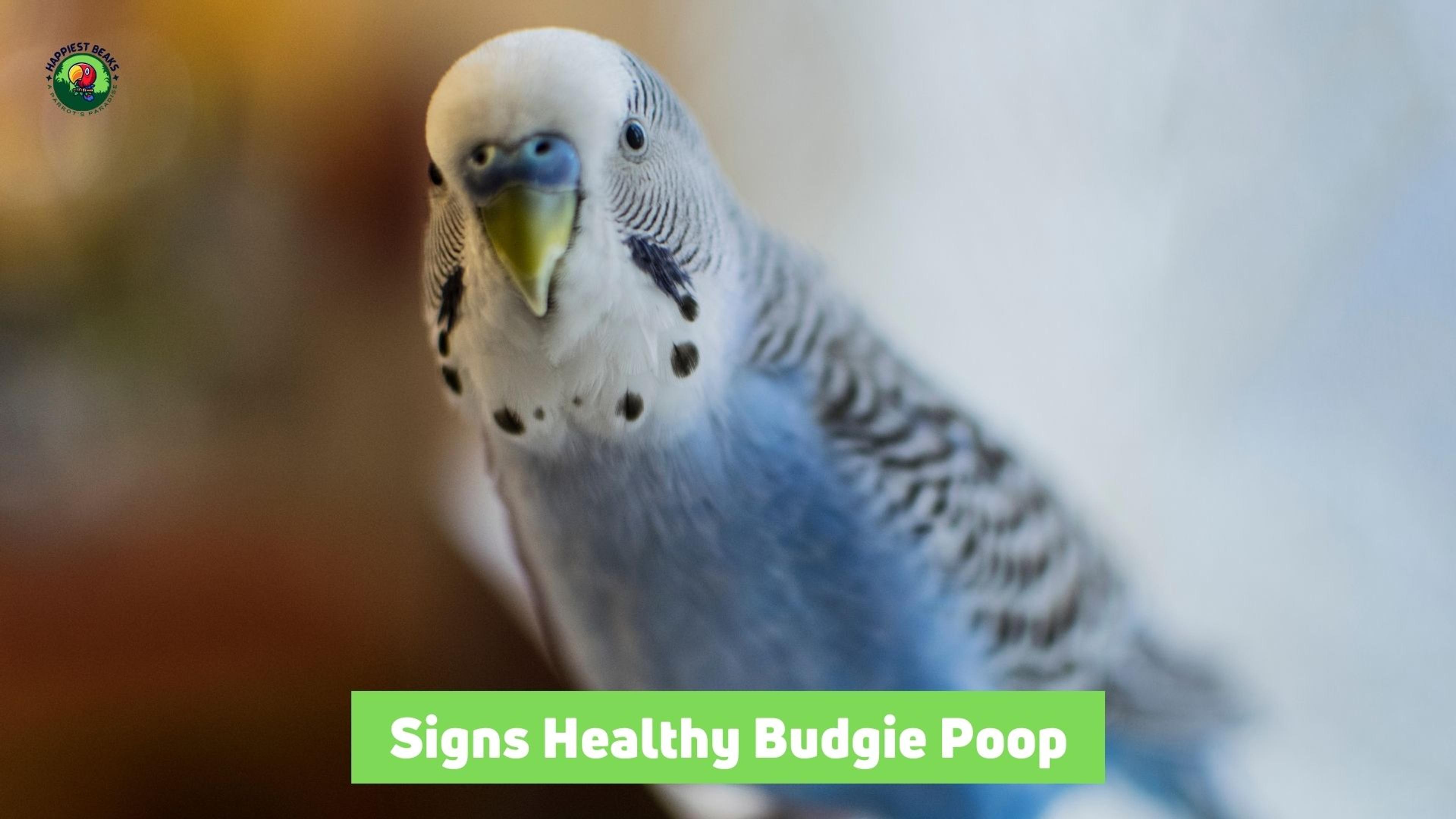 Signs Healthy Budgie Poop
