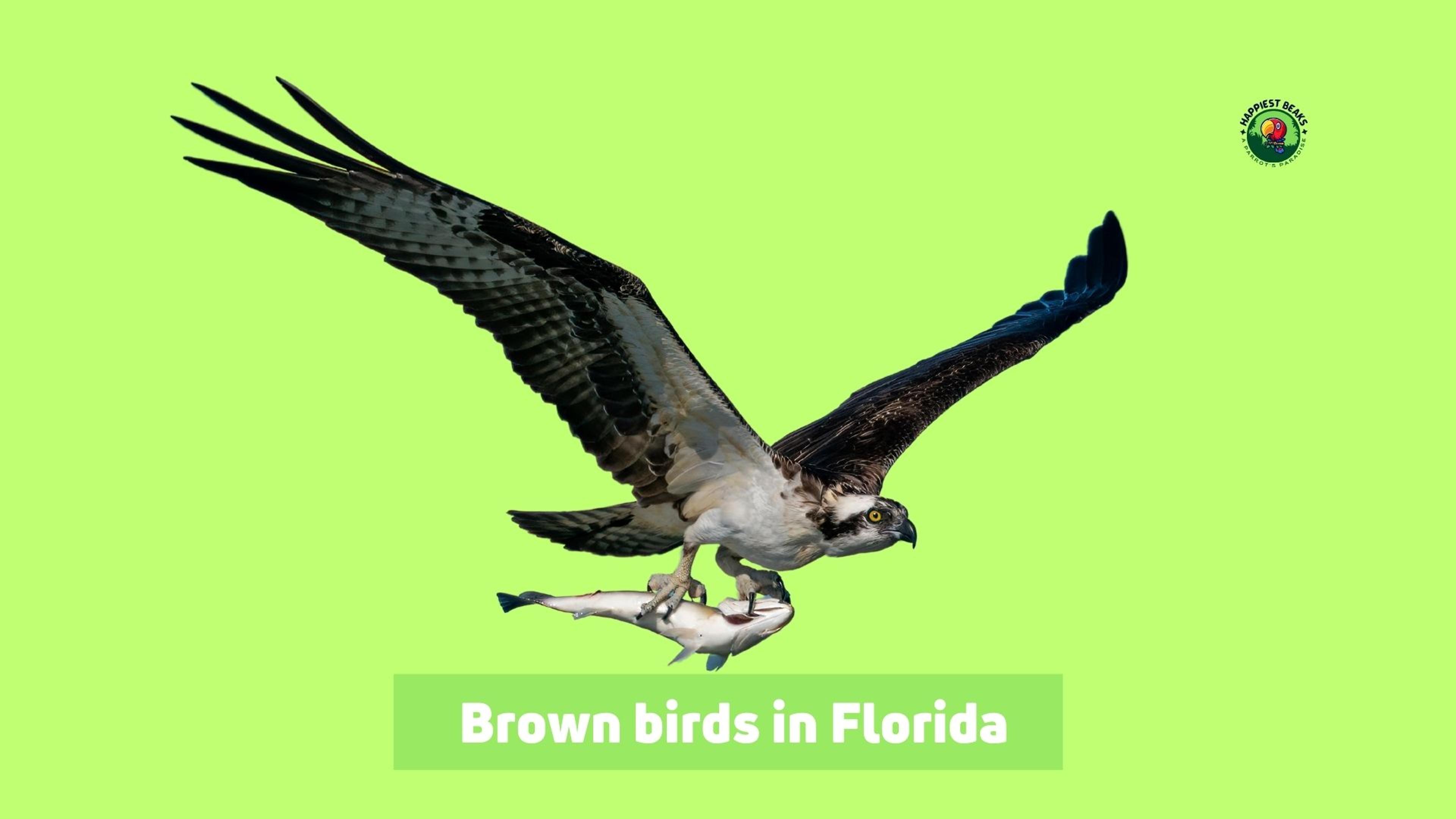 Brown Birds in Florida