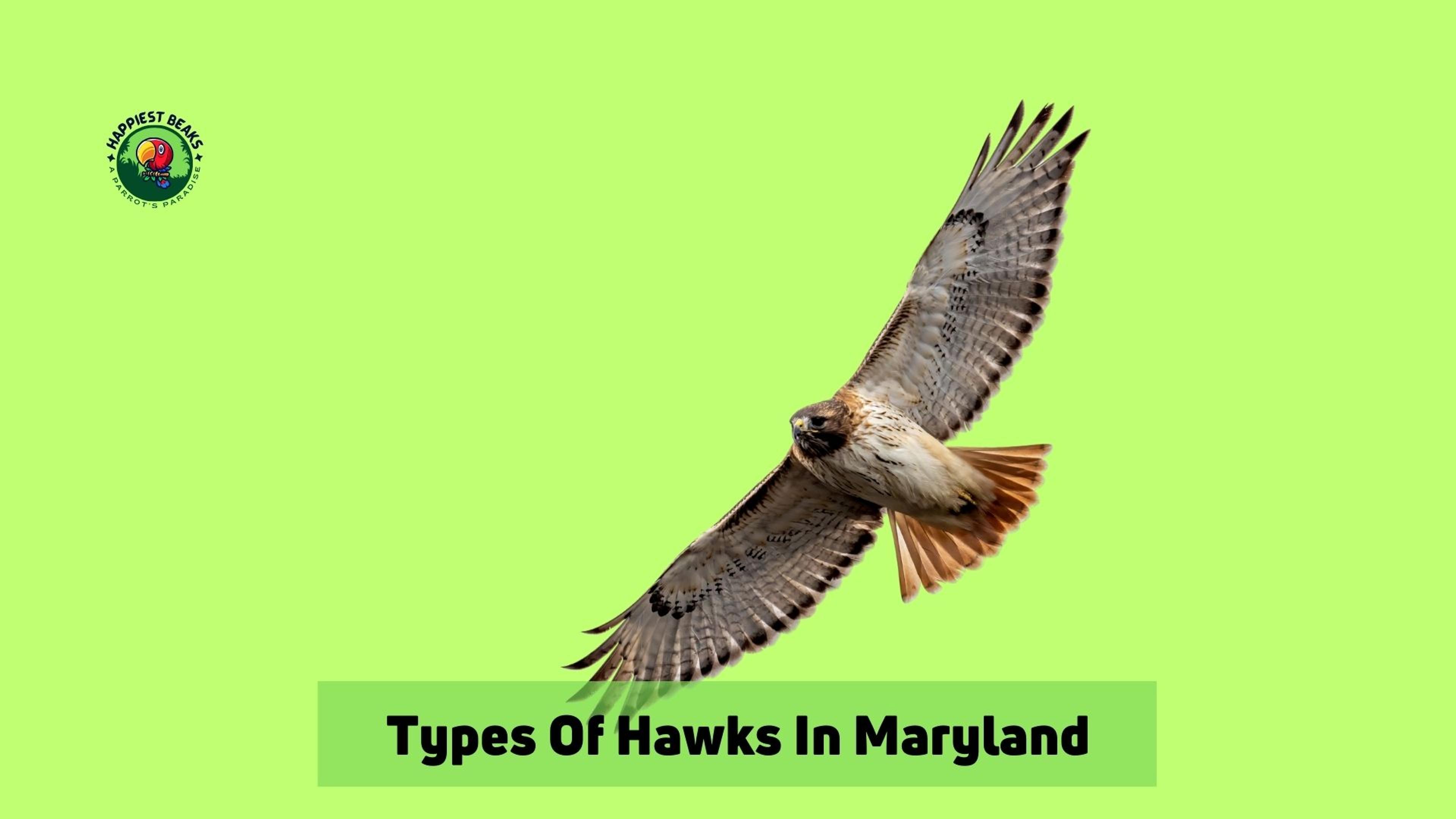 Types of Hawks in Maryland