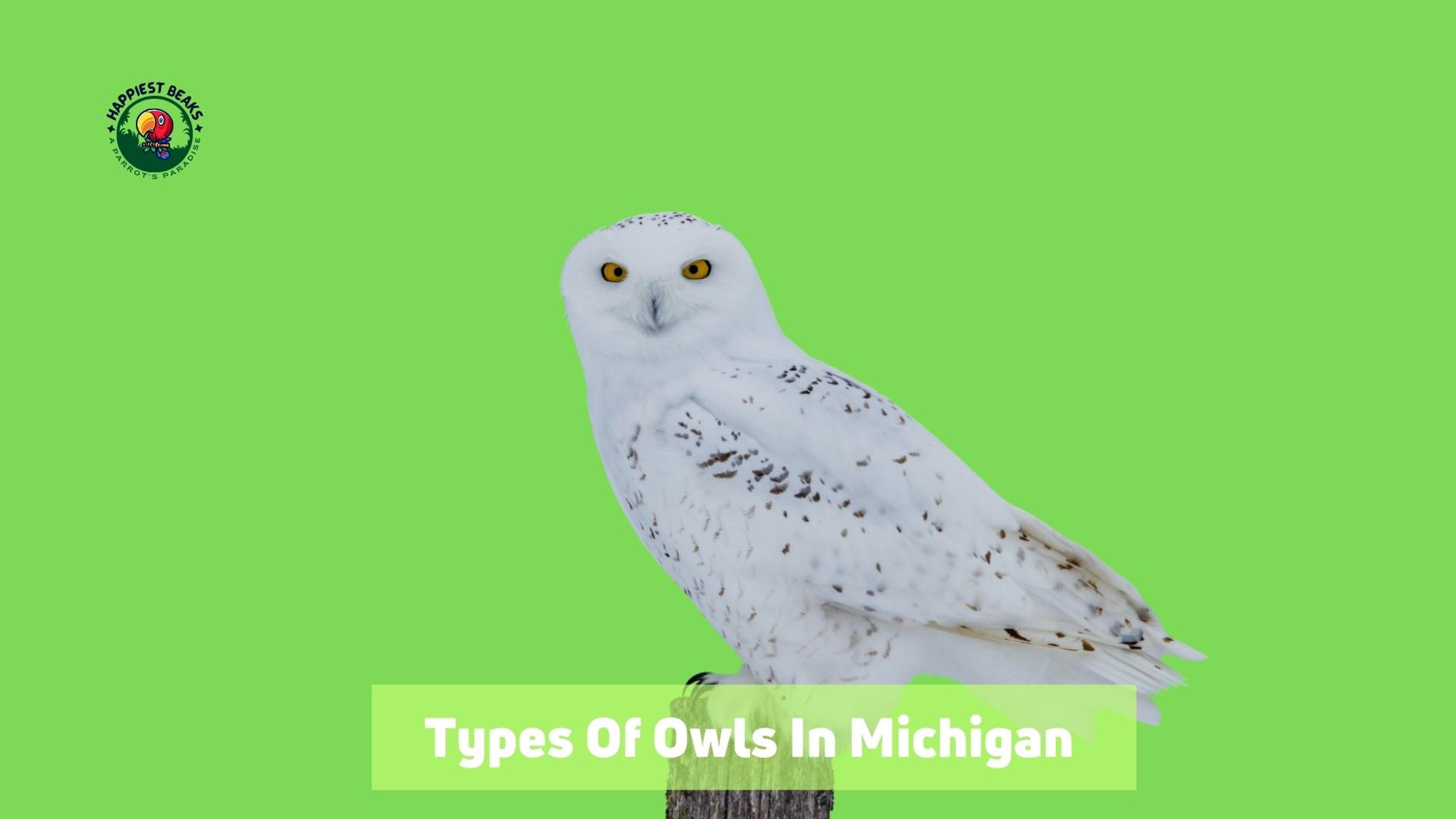 Types of Owls in Michigan