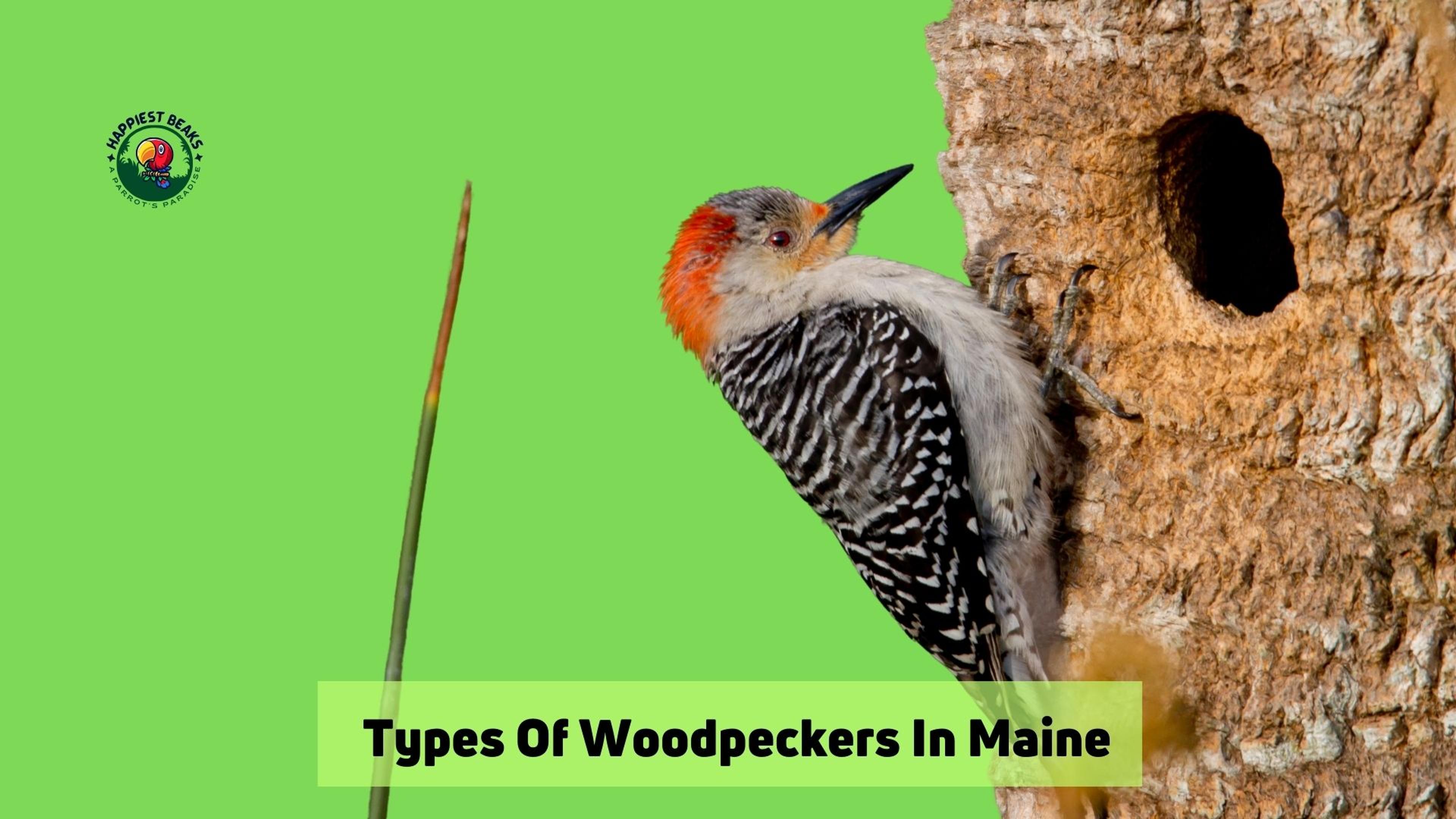 Types of Woodpeckers in Maine