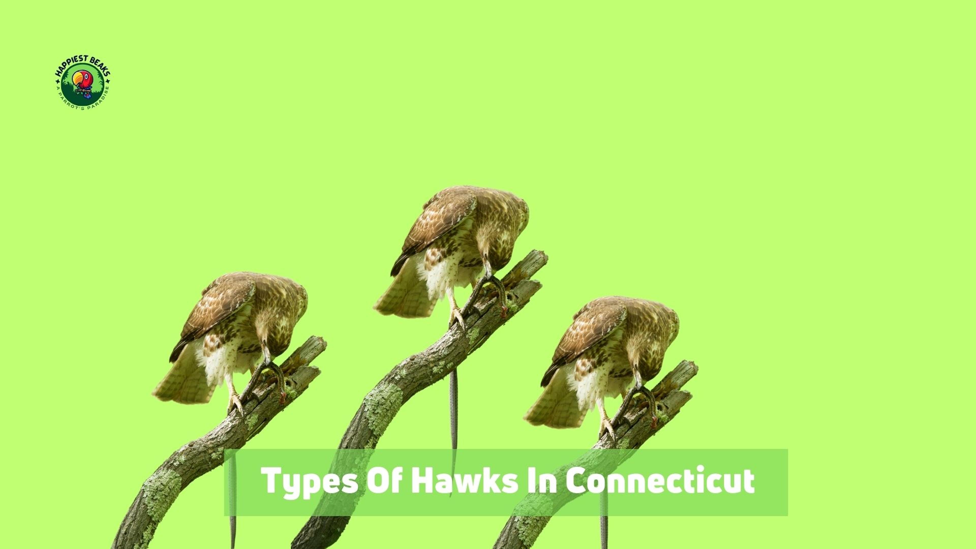 Types of Hawks in Connecticut
