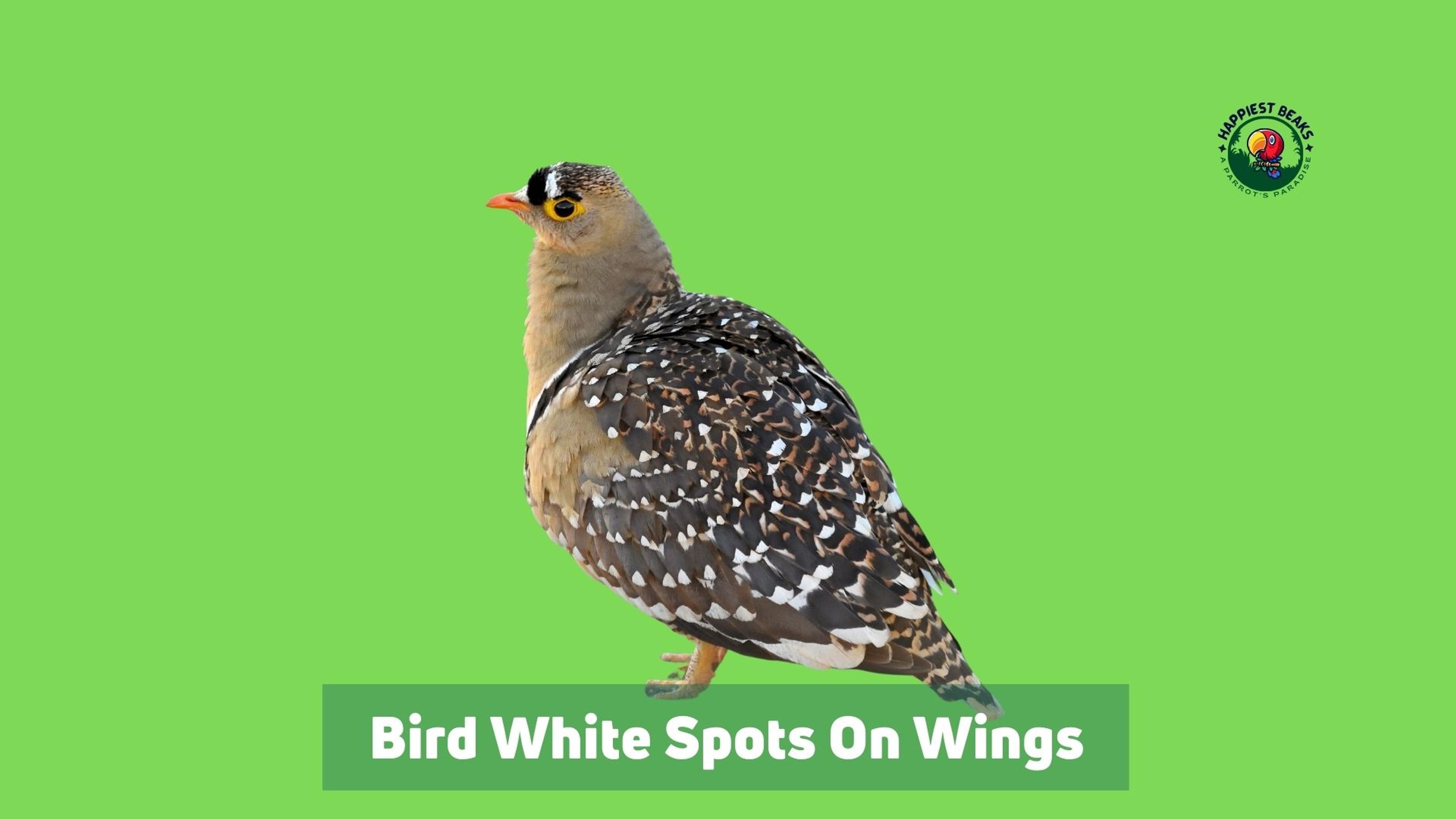 Bird White Spots On Wings