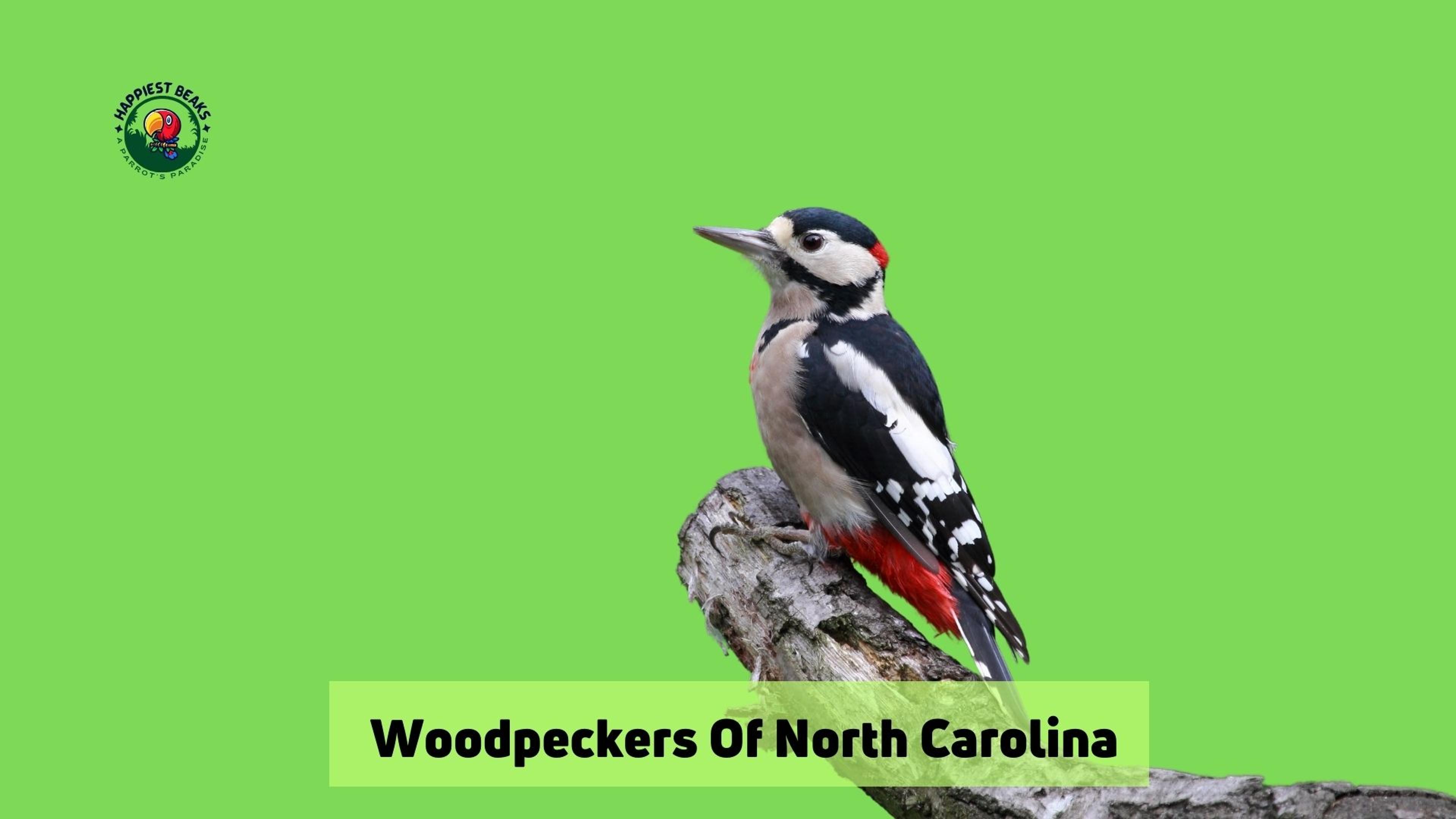 Woodpeckers of North Carolina