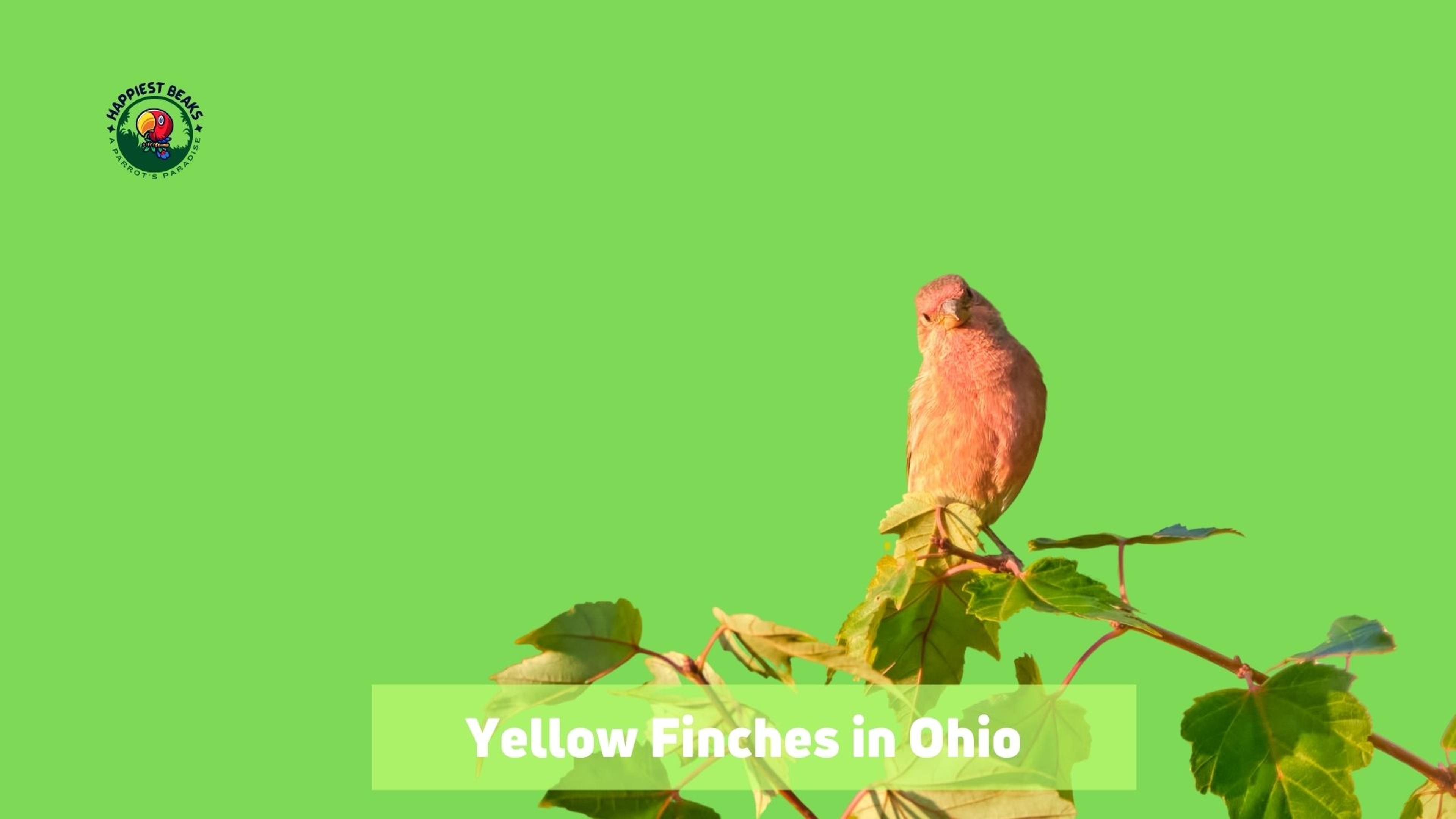 Yellow Finches in Ohio