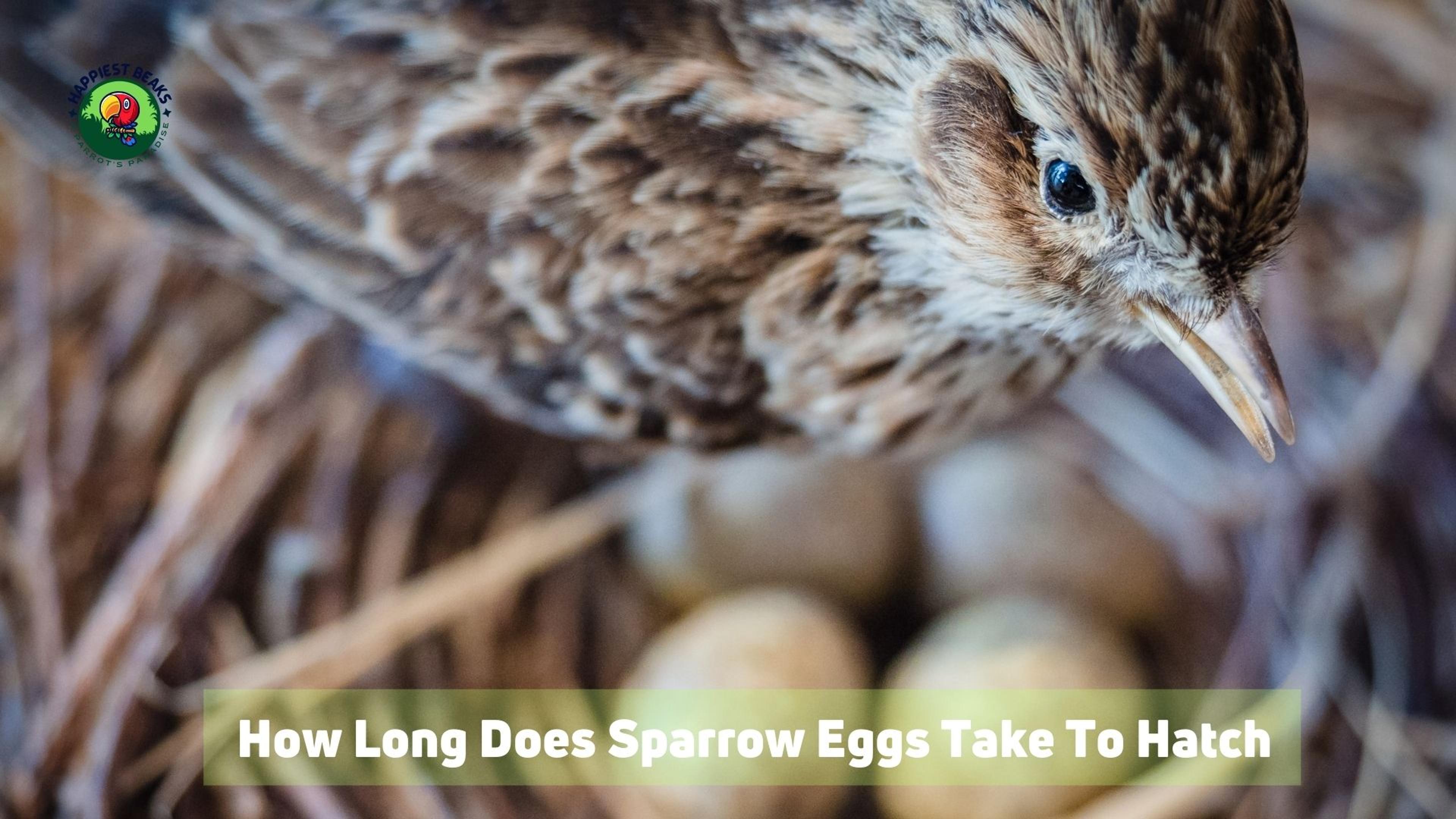 How Long Does Sparrow Eggs Take To Hatch