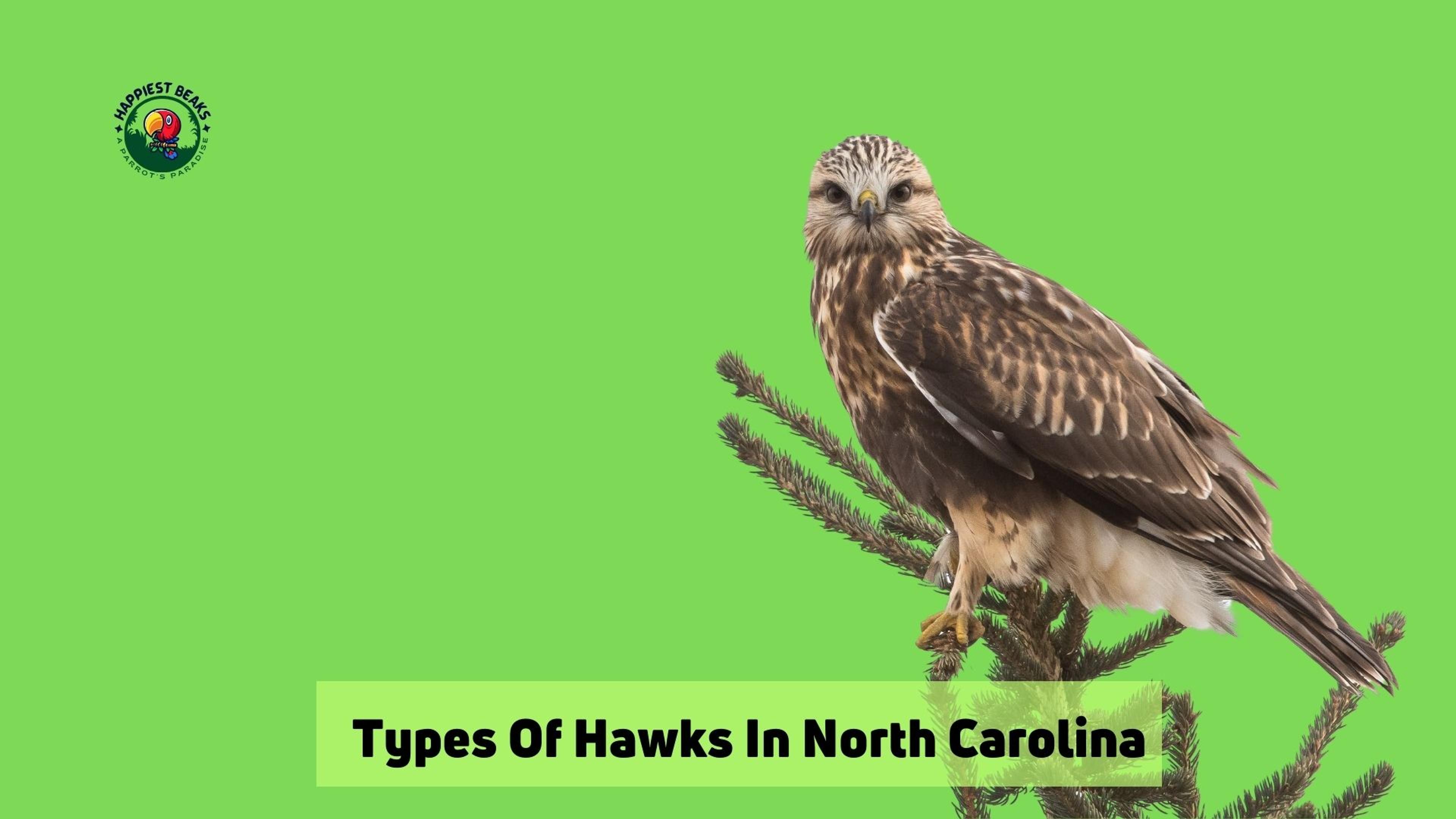 Types of Hawks in North Carolina
