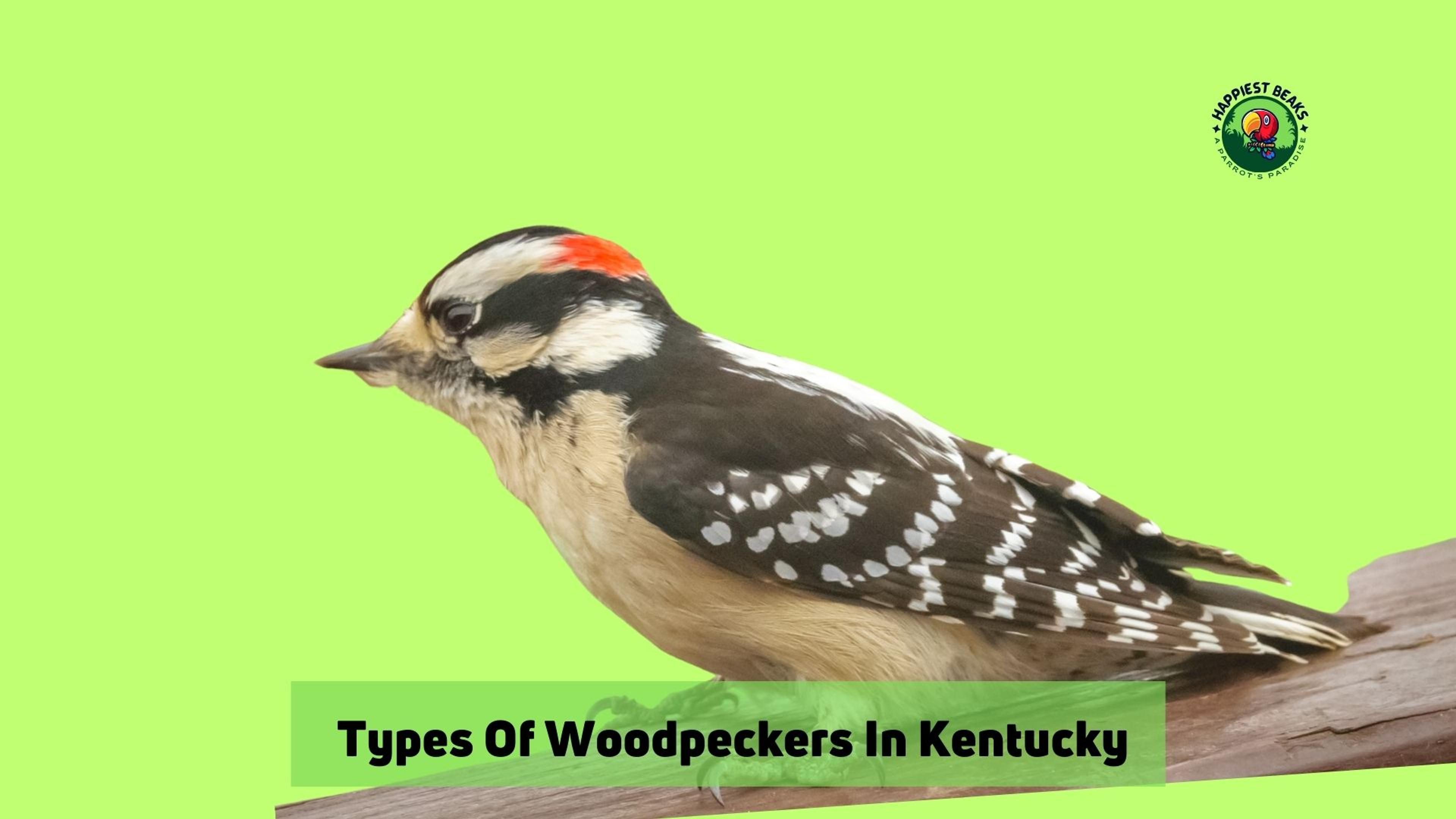 Types Of Woodpeckers In Kentucky