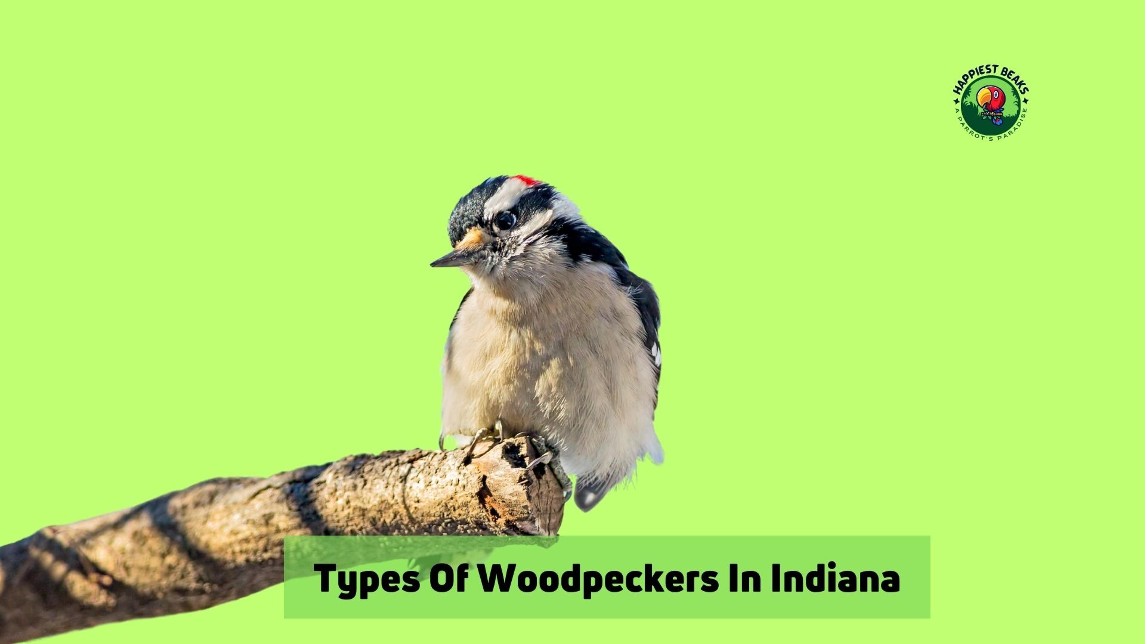 Types Of Woodpeckers In Indiana