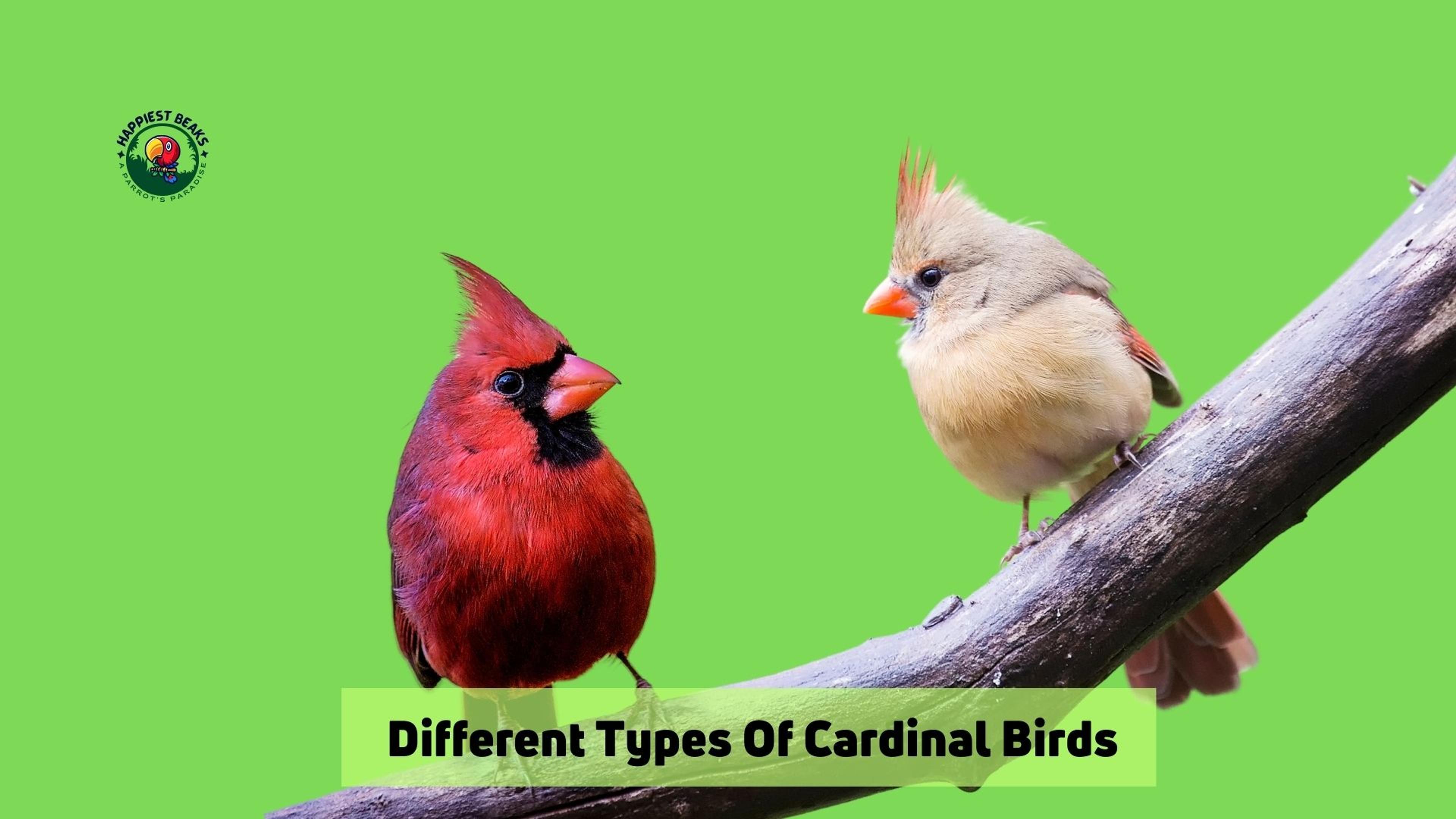 Different Types Of Cardinal Birds
