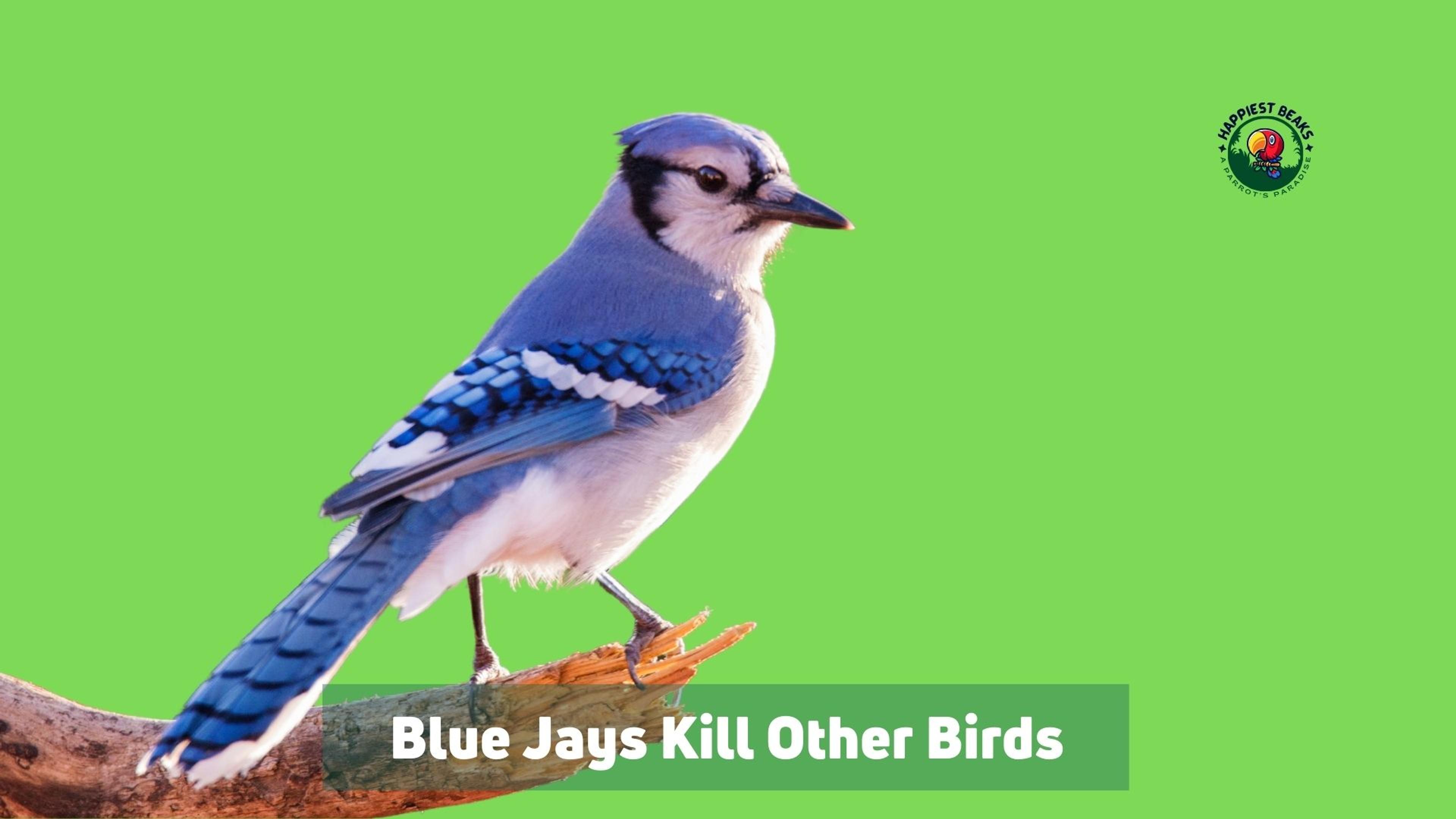 Blue Jays Kill Other Birds