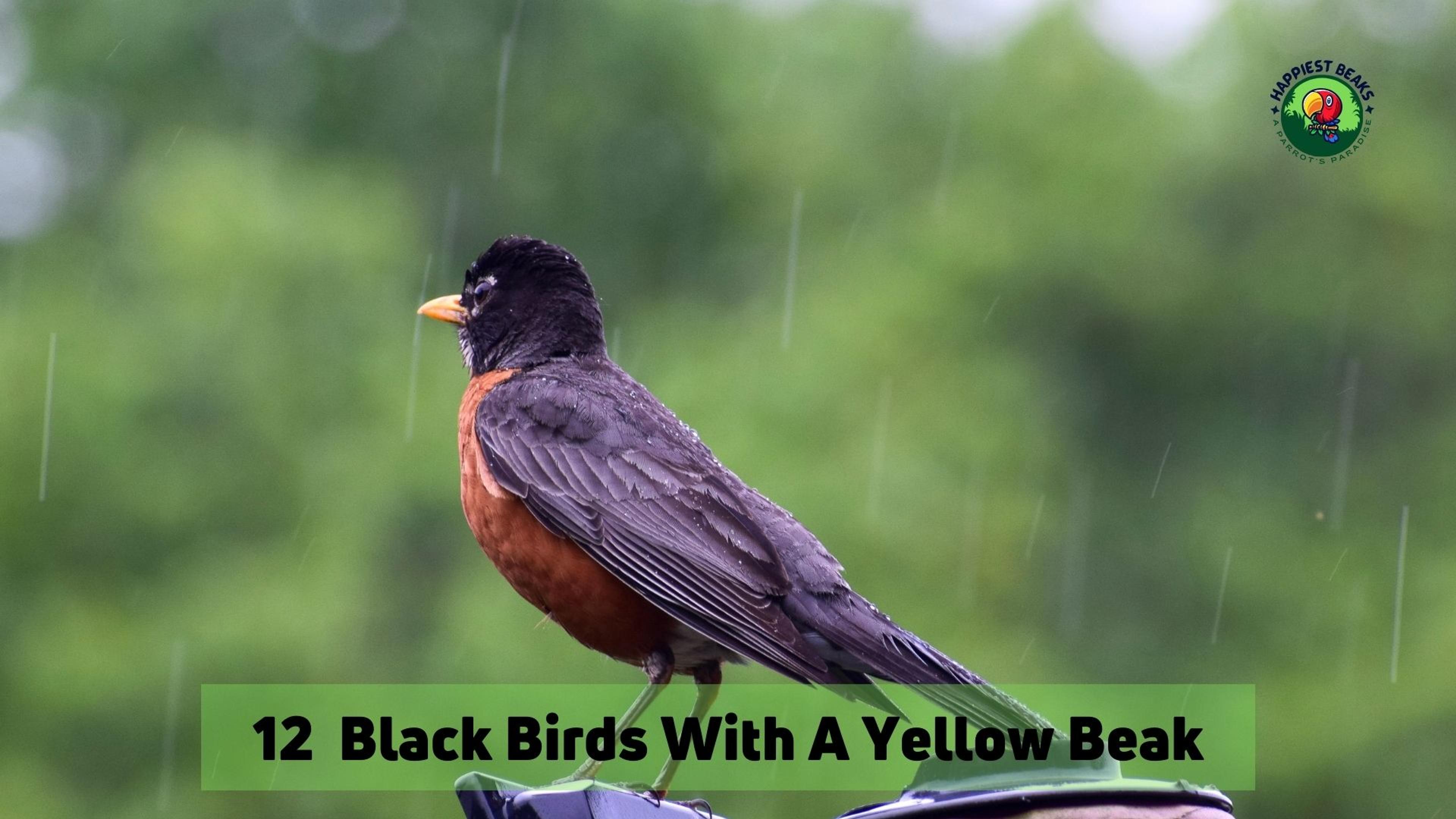 12 Black Birds With A Yellow Beak