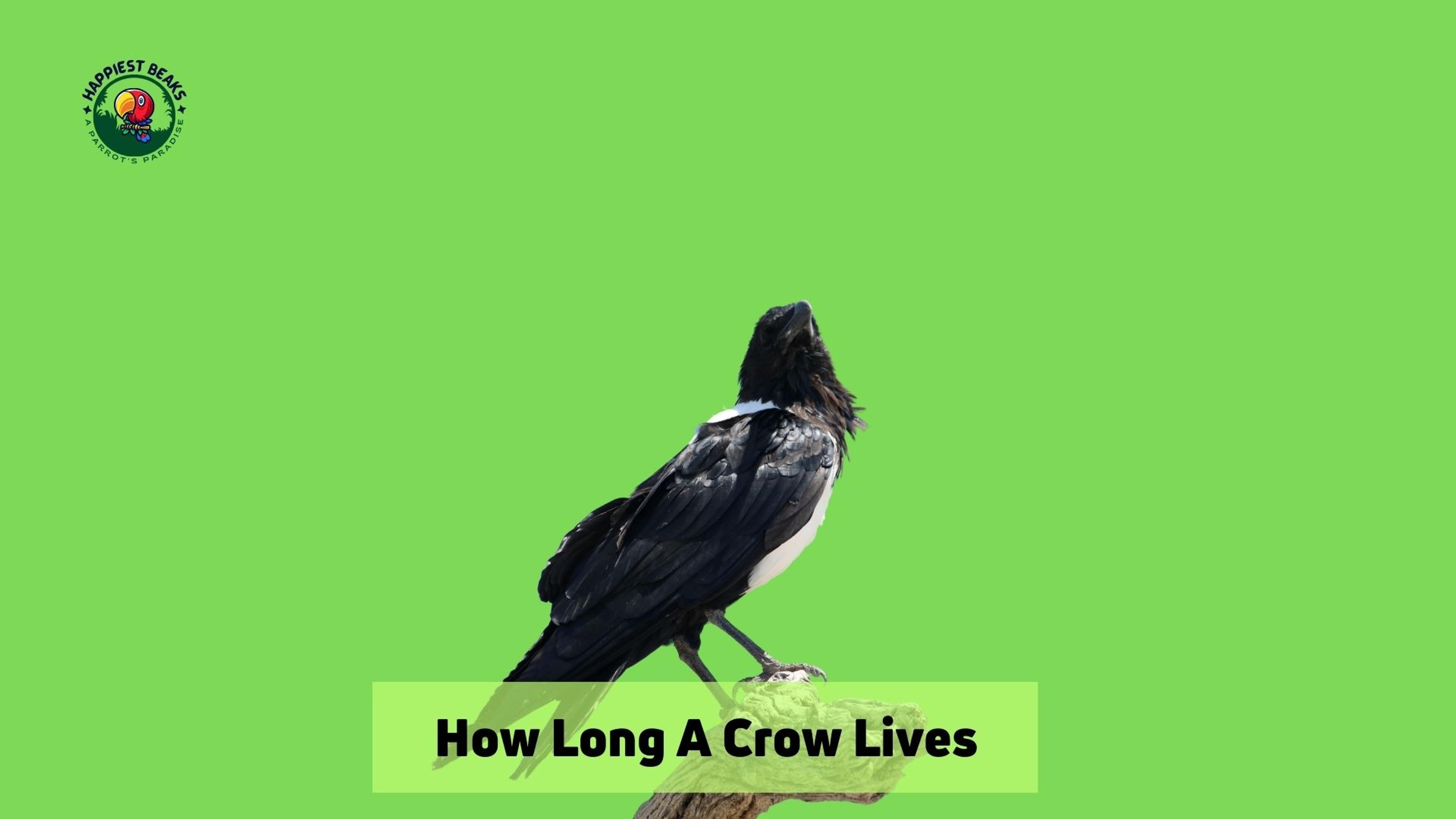 How Long A Crow Lives